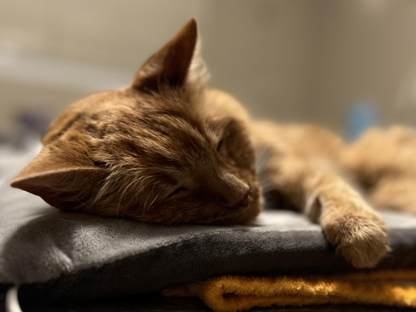 K&H Heated Cat Bed, Thermo-Kitty Mat Indoor, Safety Listed, 6W, Sage/Tan | Removable Waterproof Cat Heating Pad, Reversible Calming Warm Foam Pet Pad, Machine Washable, Smart Thermostat, 25x12.5in customer photo 1