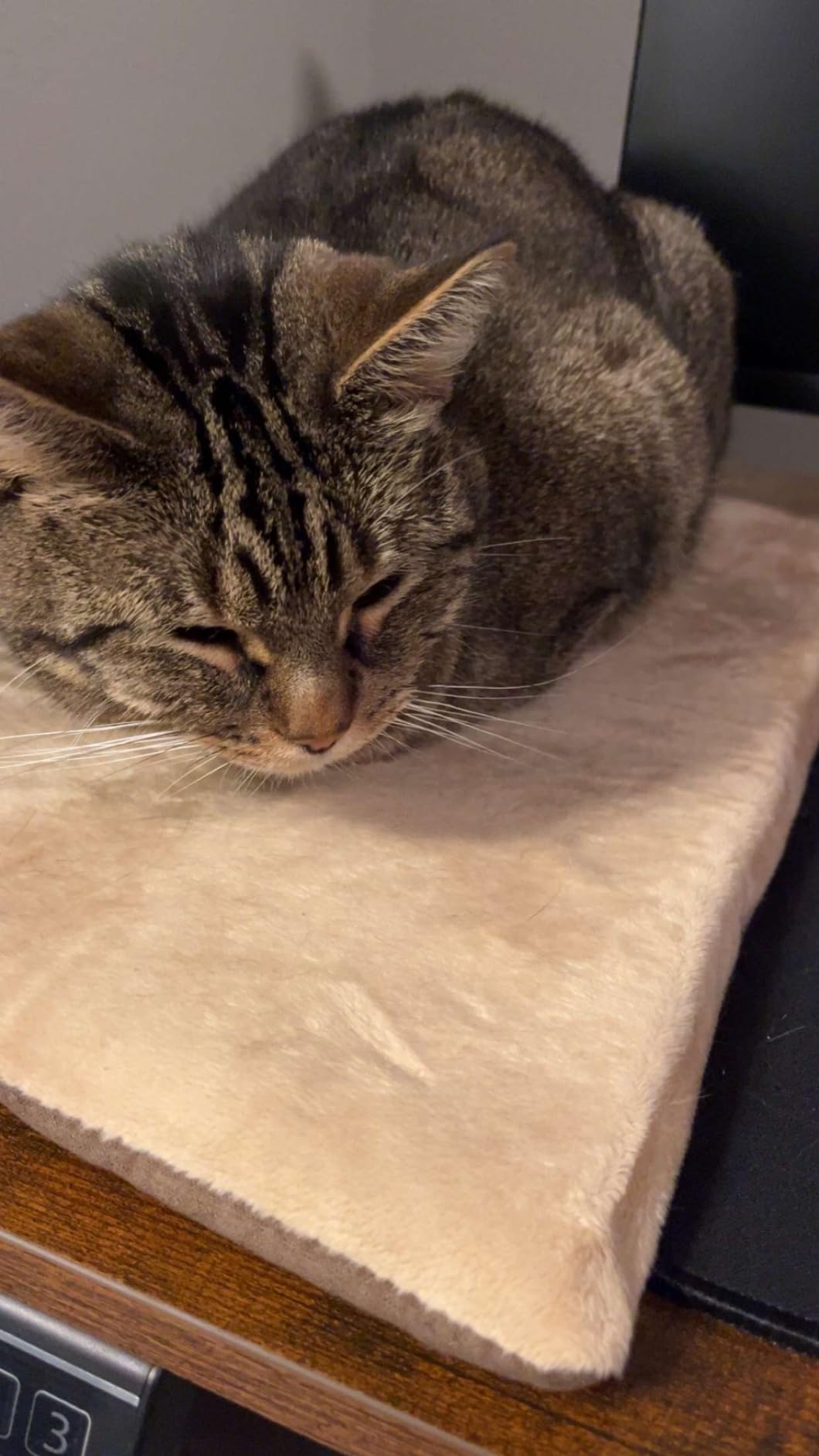 K&H Heated Cat Bed, Thermo-Kitty Mat Indoor, Safety Listed, 6W, Sage/Tan | Removable Waterproof Cat Heating Pad, Reversible Calming Warm Foam Pet Pad, Machine Washable, Smart Thermostat, 25x12.5in customer photo 2