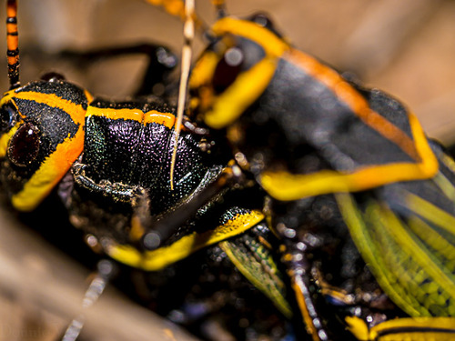 Panasonic LUMIX G Leica DG Macro-Elmarit 45mm F2.8 ASPH. Professional Mirrorless Micro Four Thirds Lens customer photo 2