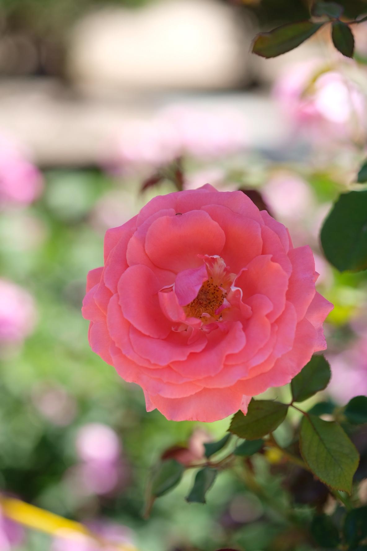 Fujinon XF60mmF2.4 R Macro Lens for Fujifilm X-Mount Mirrorless Cameras customer photo 1