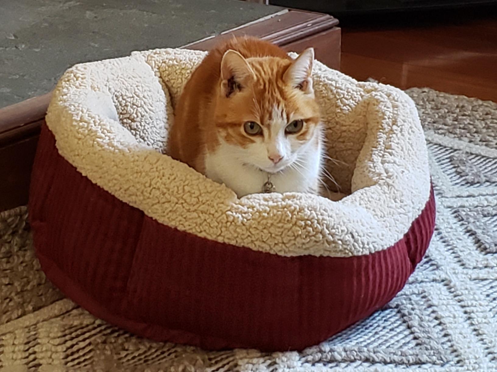 Petmate Aspen Pet Self Warming Round Bed, 19.5 Inches, Barn Red and Cream | Reflects body heat back, no electricity needed, cushioned surface, cozy resting spot for cats and small dogs indoors today customer photo 1