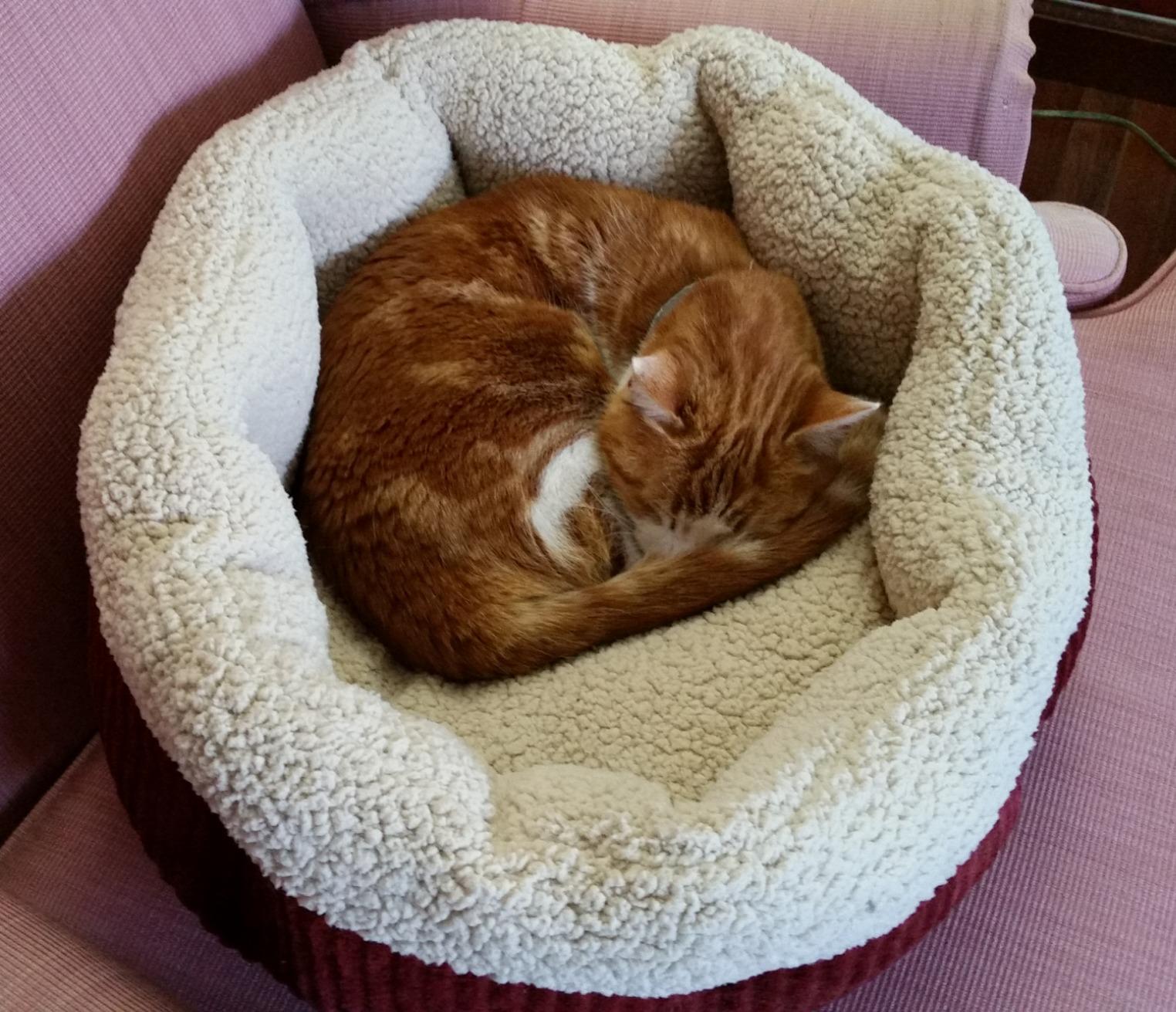 Petmate Aspen Pet Self Warming Round Bed, 19.5 Inches, Barn Red and Cream | Reflects body heat back, no electricity needed, cushioned surface, cozy resting spot for cats and small dogs indoors today customer photo 2