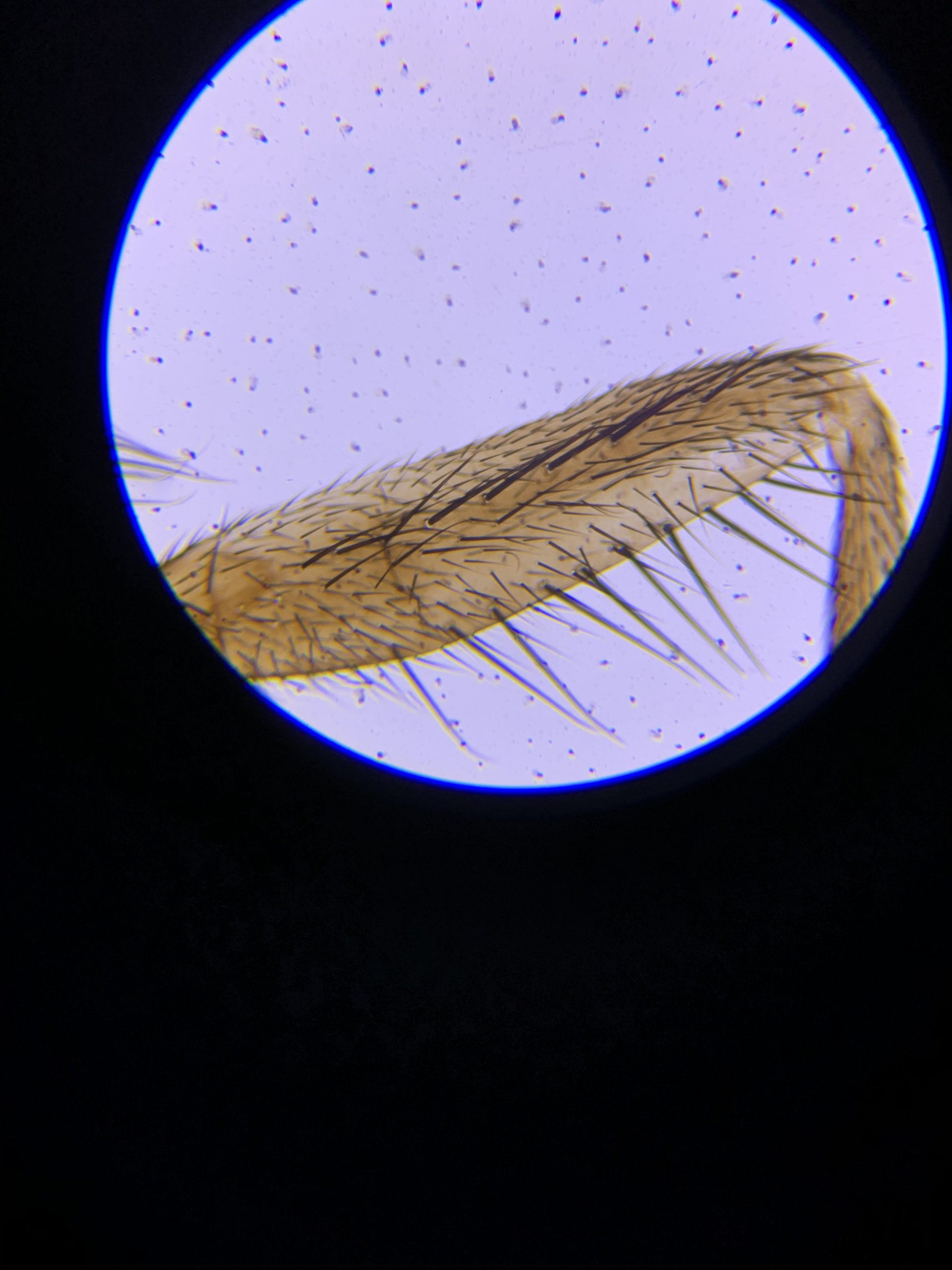 AmScope M162C-2L-PB10-WM 