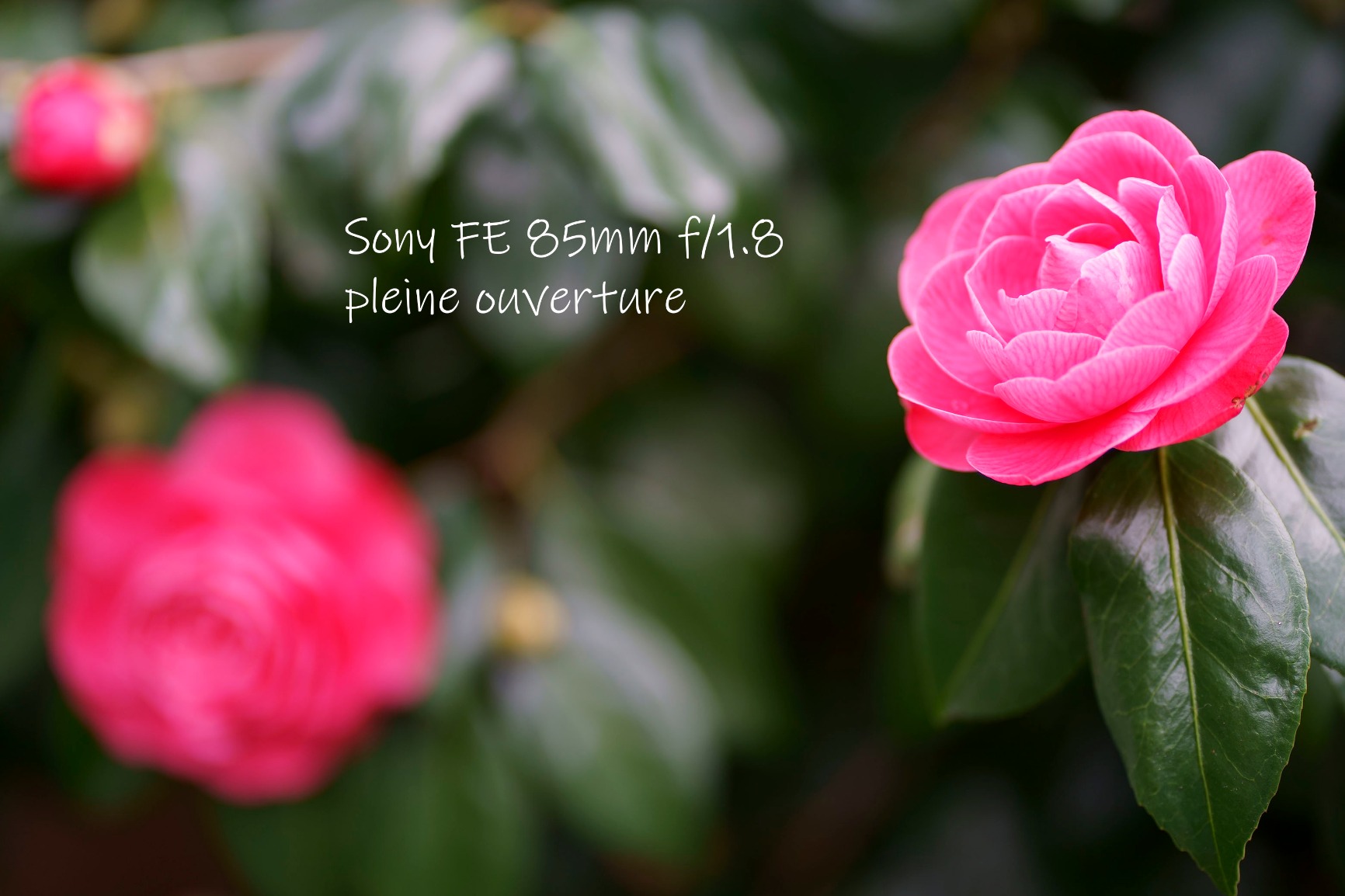 Sony SEL-85F18 Portrait Lens Fixed Focal 85mm F1.8 Full Frame Suitable for A7, ZV-E10, A6000 and Nex Series, E-Mount Black customer photo 2