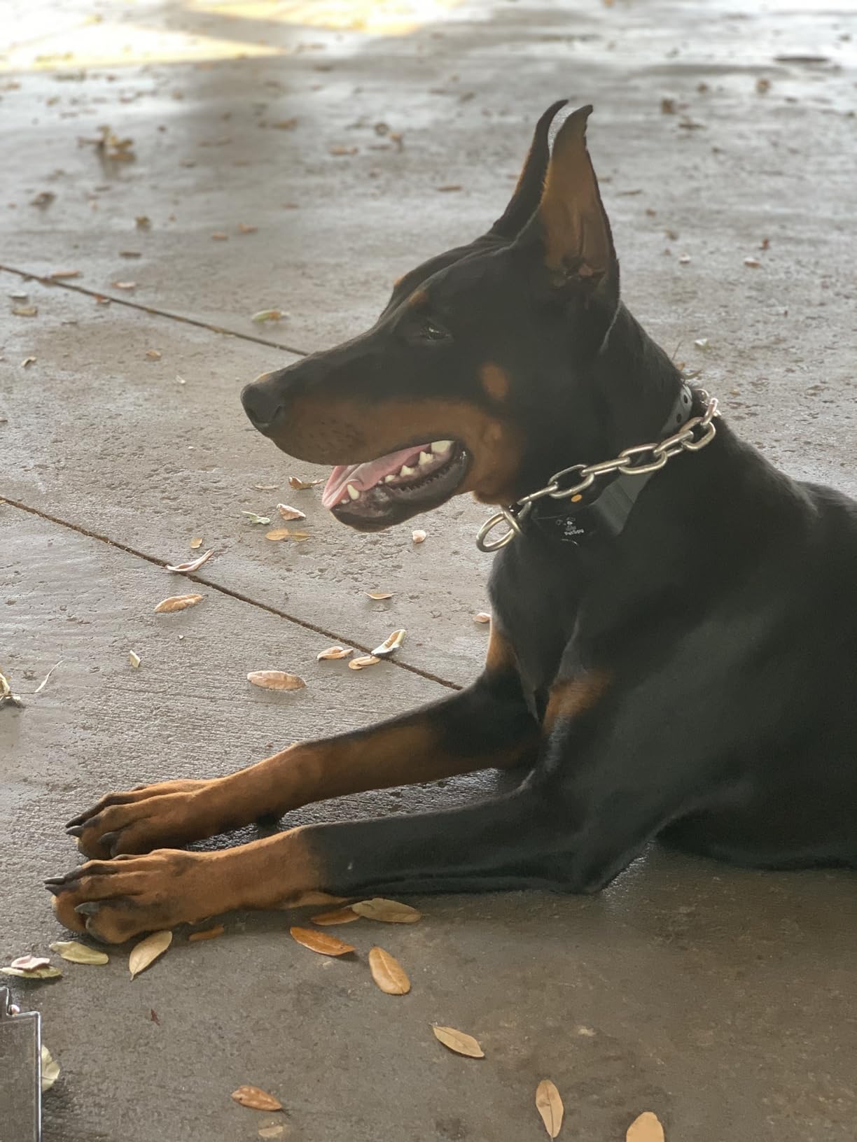 Shock Collar for Dogs-Waterproof Dog Shock Collar with Remote Control,Vibration,Electric Shock,Beep-E Collar for Dogs Training,Collar with Remote for 10-140 LBS customer photo 2