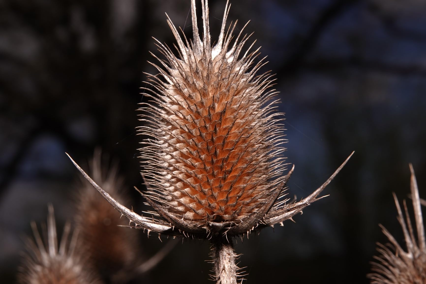 Sony Cyber-Shot RX10 IV with 0.03 Second Auto-Focus & 25x Optical Zoom (DSC-RX10M4) customer photo 2