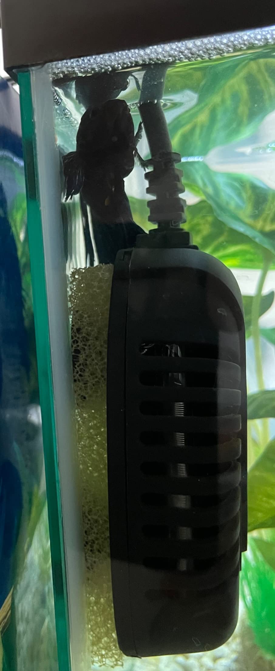 FREESEA Aquarium Fish Tank Heater: 50W Small Submersible Turtle Heater with Adjustable Temperature External Controller for Betta | Saltwater | Freshwater | 1-10 Gallon customer photo 1