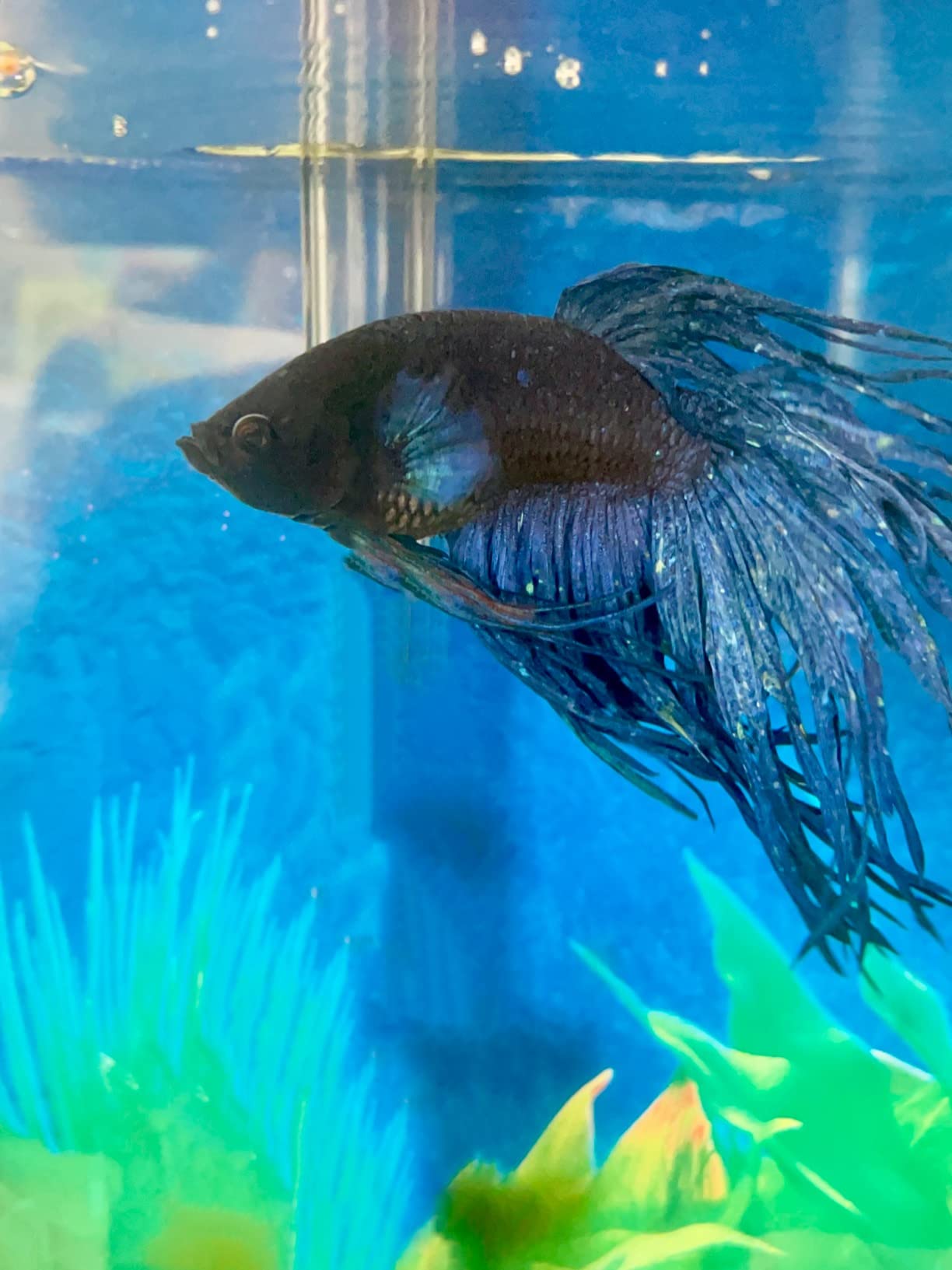 FREESEA Aquarium Fish Tank Heater: 50W Small Submersible Turtle Heater with Adjustable Temperature External Controller for Betta | Saltwater | Freshwater | 1-10 Gallon customer photo 2