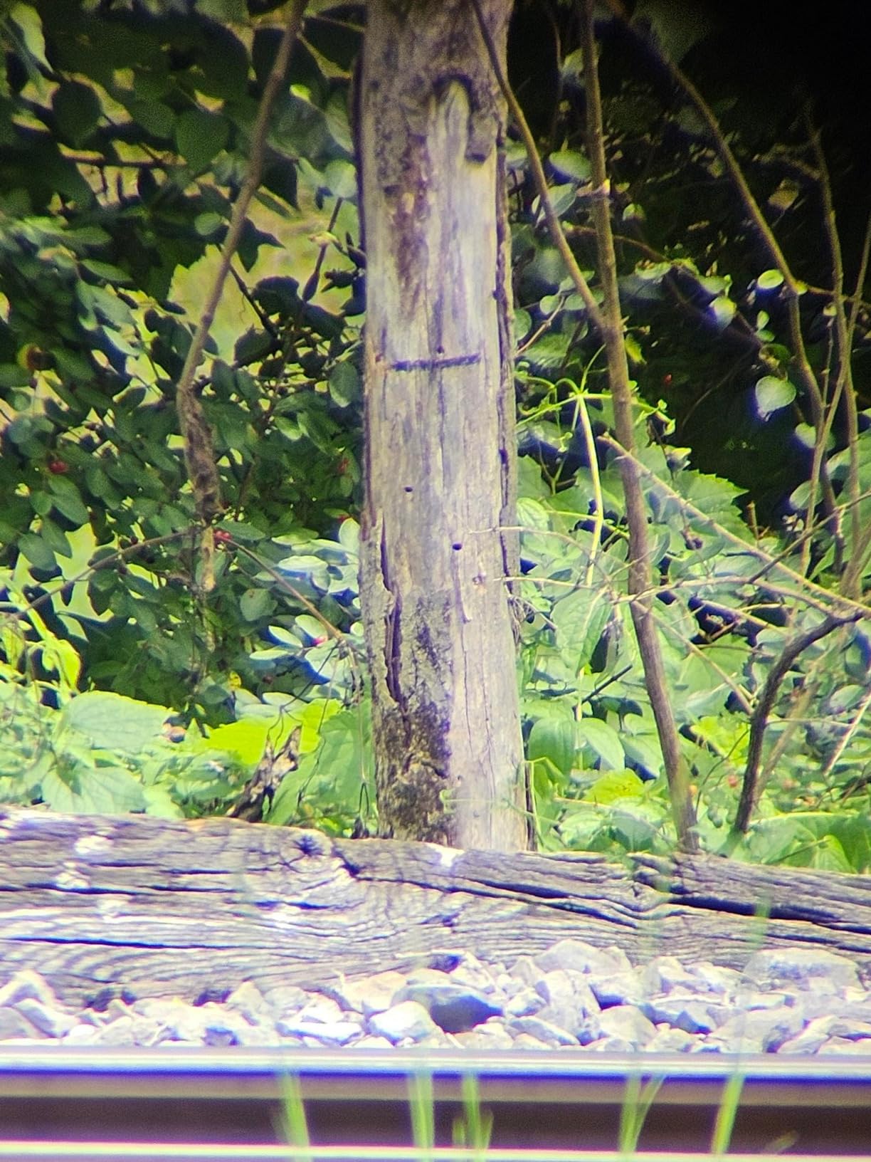 Gosky Flagship DiamondEdge Spotting Scope 20-60x80 for Bird Watching customer photo 1