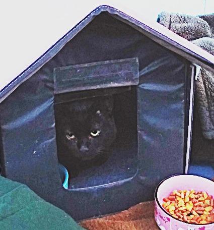 K&H Pet Products Heated Extreme Weather Outdoor Kitty Pad, Waterproof Heated Cat Mat, Pet Warmer for Outside Feral Cat Houses, Indoor Outdoor Warming Pet Mat - Small 12.5x18.5in Black 40W customer photo 1
