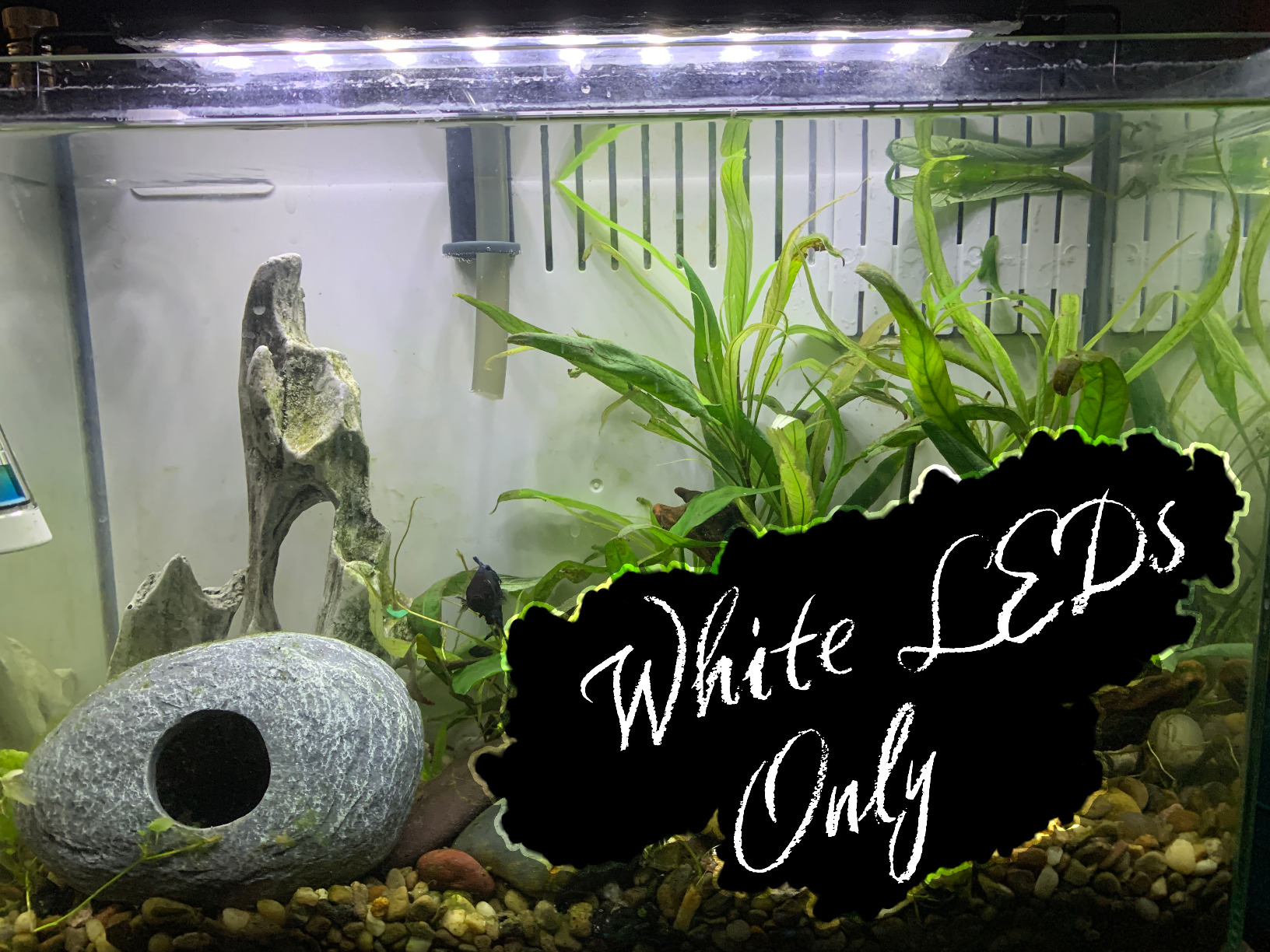hygger 14W Full Spectrum Aquarium Light with Aluminum Alloy Shell Extendable Brackets, White Blue Red LEDs, External Controller, for Freshwater Fish Tank (18-24 inch) customer photo 2