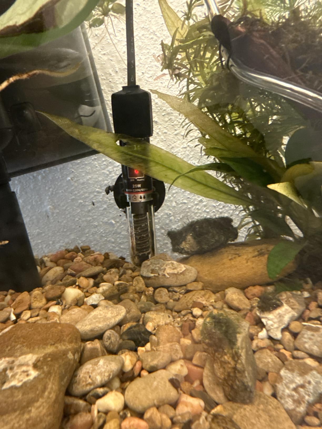 PULACO 25Watt Mini Aquarium Submersible Betta Heater with Free Thermometer Strip for 1-6 Gallon Fish Tanks (Preset Temperature 78℉) customer photo 1