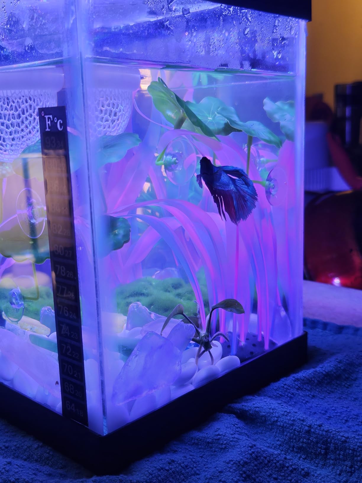 PULACO 25Watt Mini Aquarium Submersible Betta Heater with Free Thermometer Strip for 1-6 Gallon Fish Tanks (Preset Temperature 78℉) customer photo 2