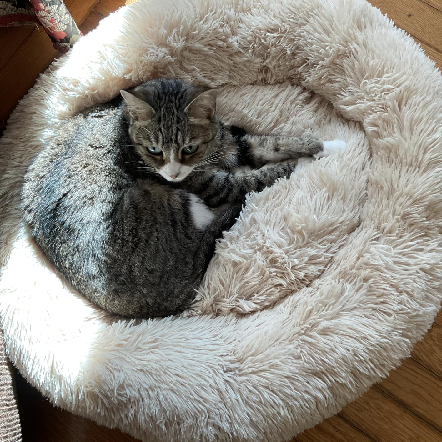 Cat Bed for Indoor Cats,Mini Plush Self Warming Kitten Bed, 20 Inch | Soft Round Fluffy Dog Bed and Cat Nest for Kittens and Small Dogs, Cozy Medium Bed for Indoor and Warm Autumn or Winter Sleep customer photo 1