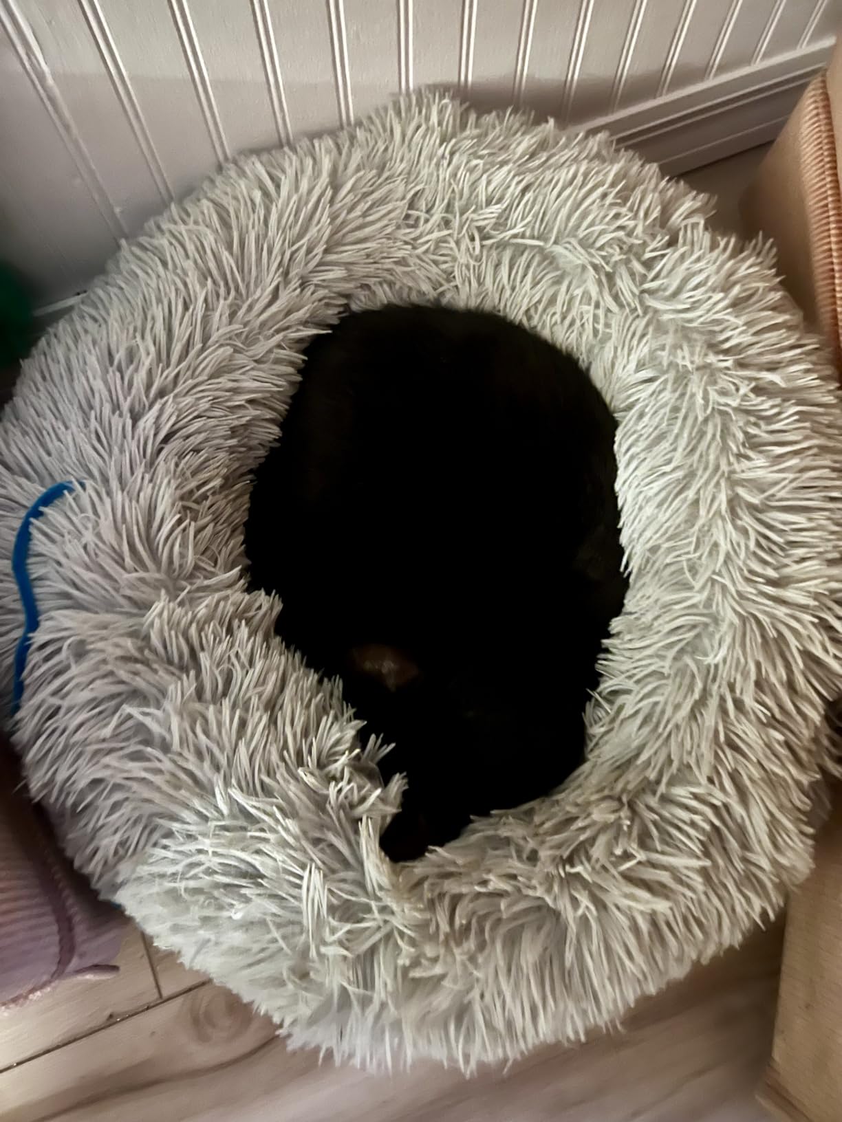 Cat Bed for Indoor Cats,Mini Plush Self Warming Kitten Bed, 20 Inch | Soft Round Fluffy Dog Bed and Cat Nest for Kittens and Small Dogs, Cozy Medium Bed for Indoor and Warm Autumn or Winter Sleep customer photo 2
