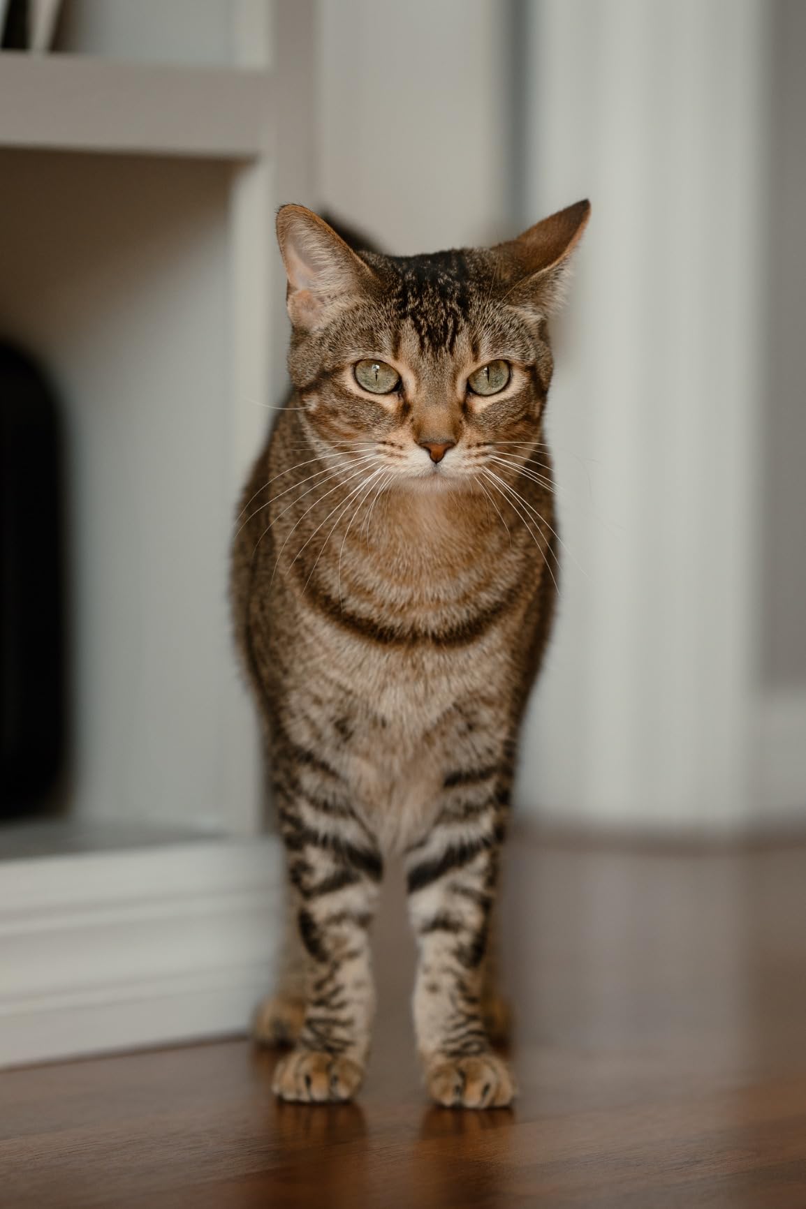 Sigma 85mm F1.4 DG DN Sony E customer photo 1