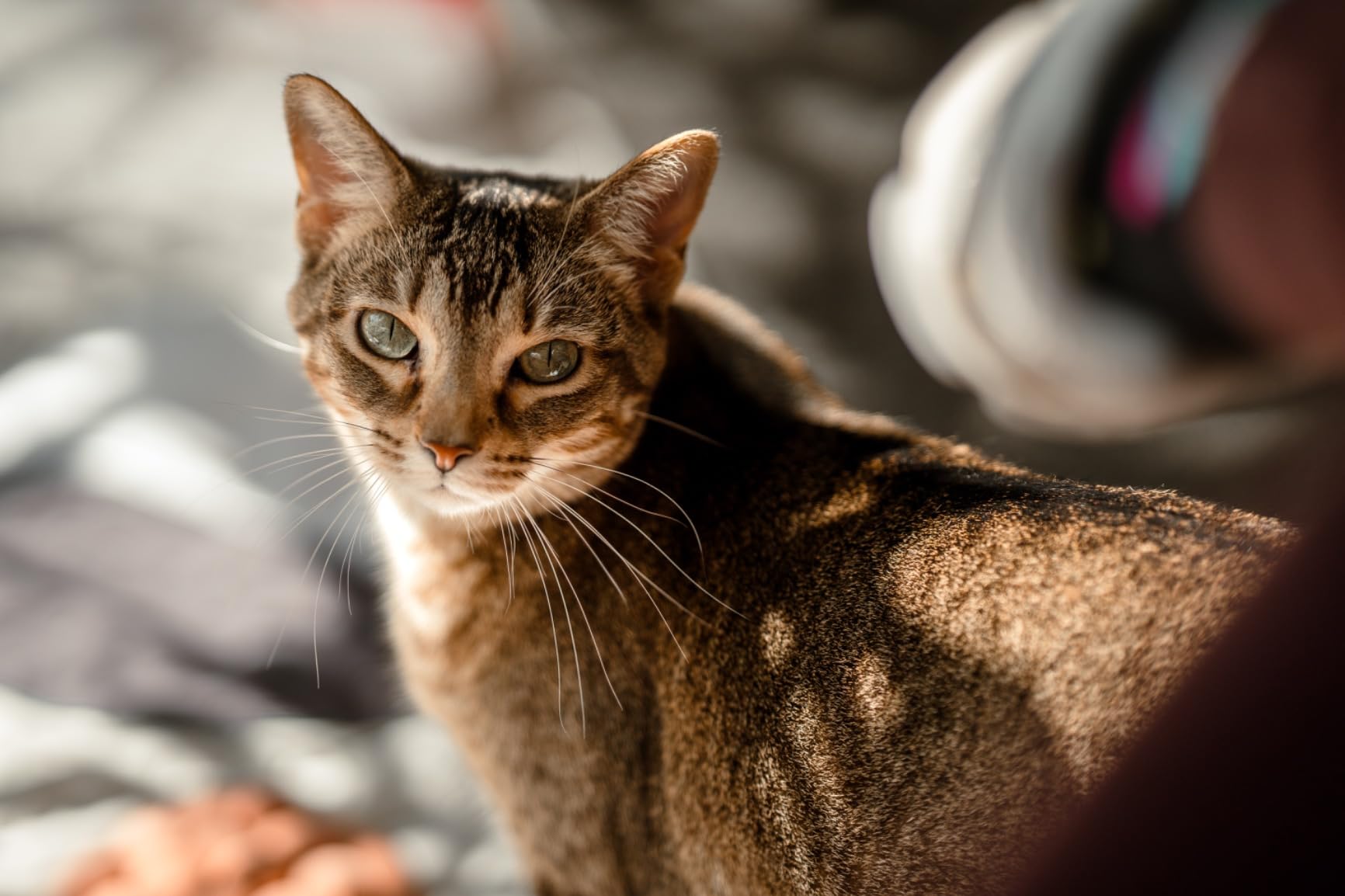 Sigma 85mm F1.4 DG DN Sony E customer photo 2