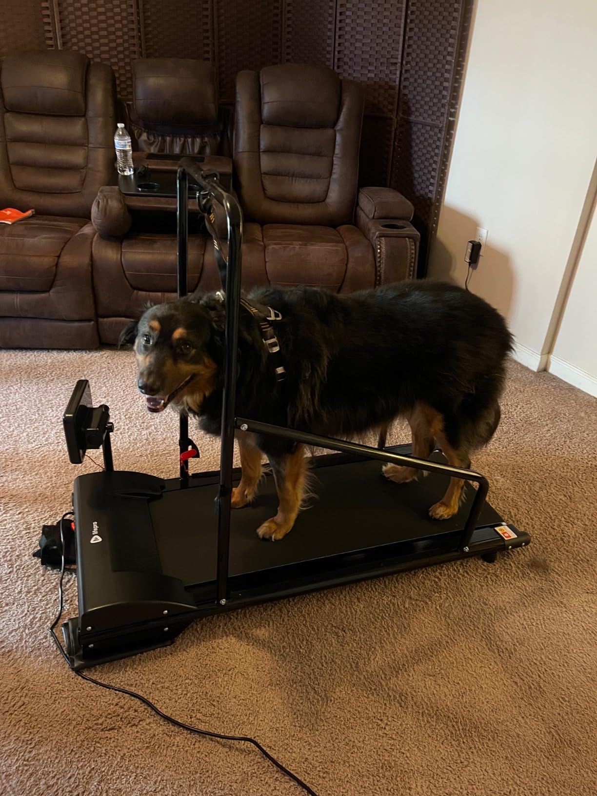Lifepro PawRunner Dog Treadmill for Small & Medium Dogs, Remote Control | Indoor Dog Exercise Treadmill, Quiet Motor, Manual Incline, Safety Key, LCD Display for Small & Medium Dogs up to 130 lb customer photo 1