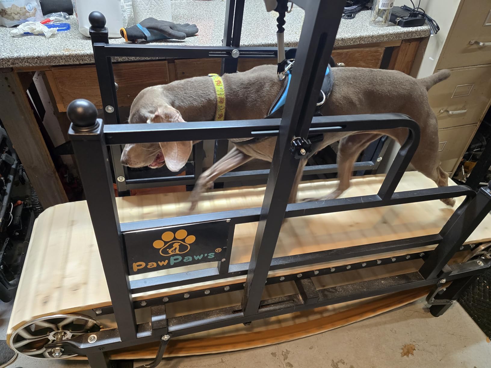 Dog Treadmill for Large Dogs, Medium Dogs with Brake. Dog Slatmill for Healthy & Fit Dog Life, Dog Treadmill for Indoor & Outdoor. Treadmill for Dogs up to 330 lbs customer photo 1