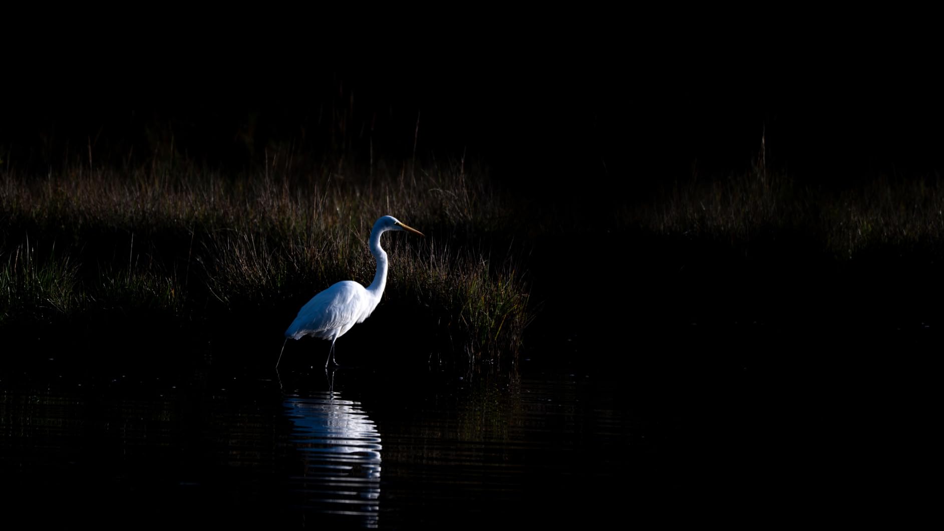 NIKKOR Z 180-600mm f/5.6-6.3 VR Mirrorless Lens customer photo 2