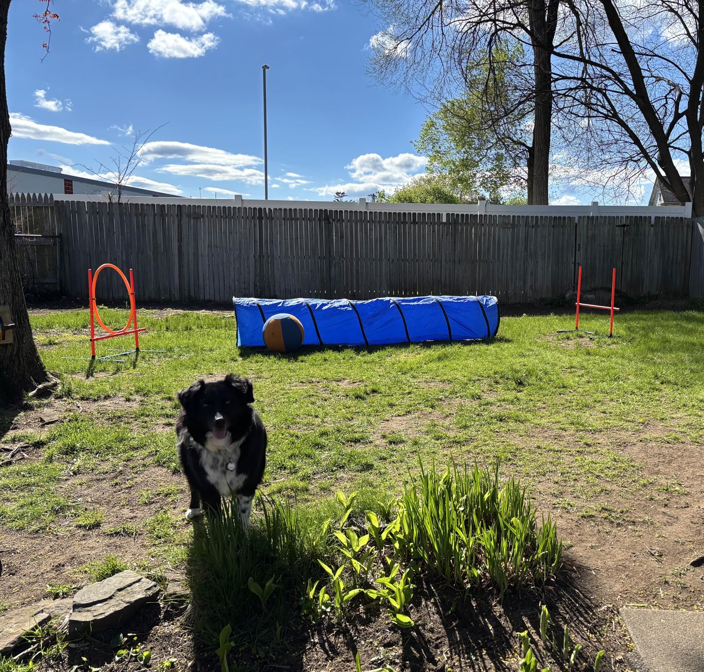 Dog Agility Set, Jump Ring, Jump Poles, Pause Box & Bag customer photo 1