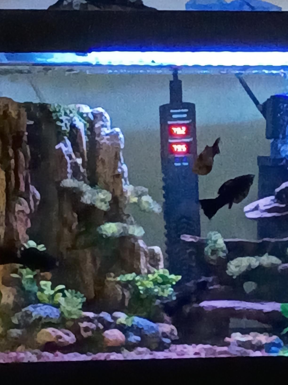 AHJ 300W Aquarium Heater for 40-75 Gallon Fish Tanks, Submersible Heater | Accurate Temperature Control, Overheat Protection, Auto Shut-Off, Fast Heating for Freshwater and Saltwater Aquariums customer photo 1