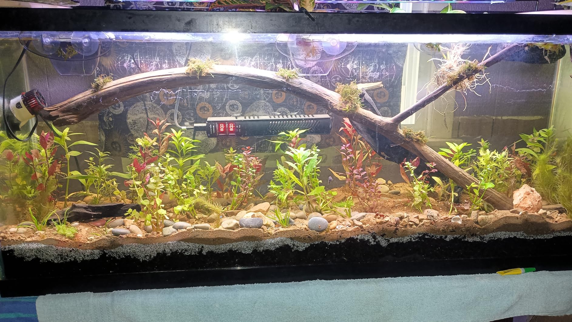 AHJ 300W Aquarium Heater for 40-75 Gallon Fish Tanks, Submersible Heater | Accurate Temperature Control, Overheat Protection, Auto Shut-Off, Fast Heating for Freshwater and Saltwater Aquariums customer photo 2