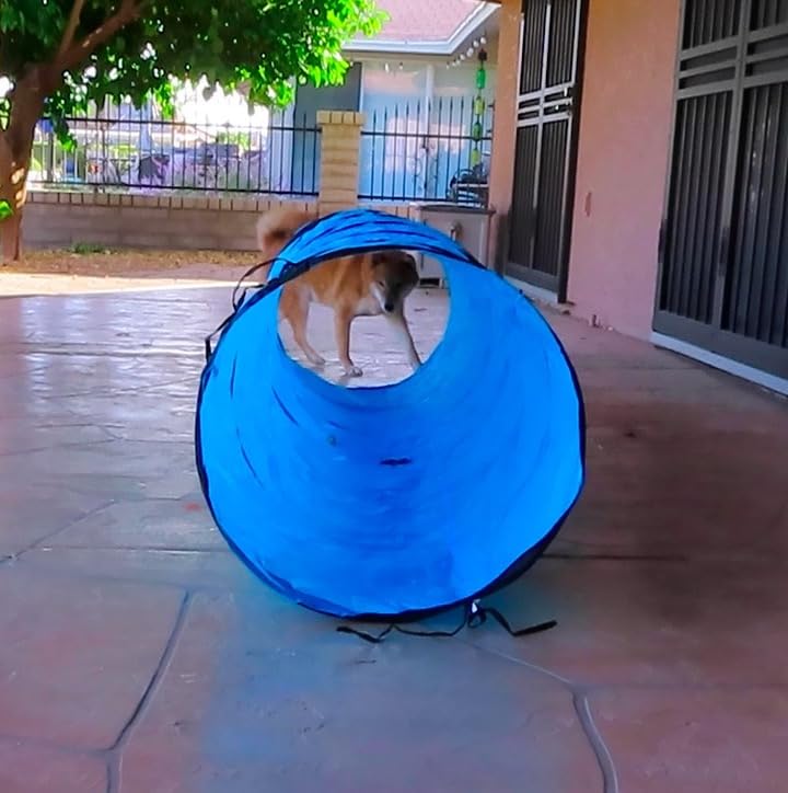 Dog Agility Course Backyard Set, Dog Agility Equipment, Weave Poles, Jumps | Houseables Obstacle Course Backyard, Training and Exercise Equipment, Play Tunnel, Pause Box for Playground, Park, Indoor customer photo 1
