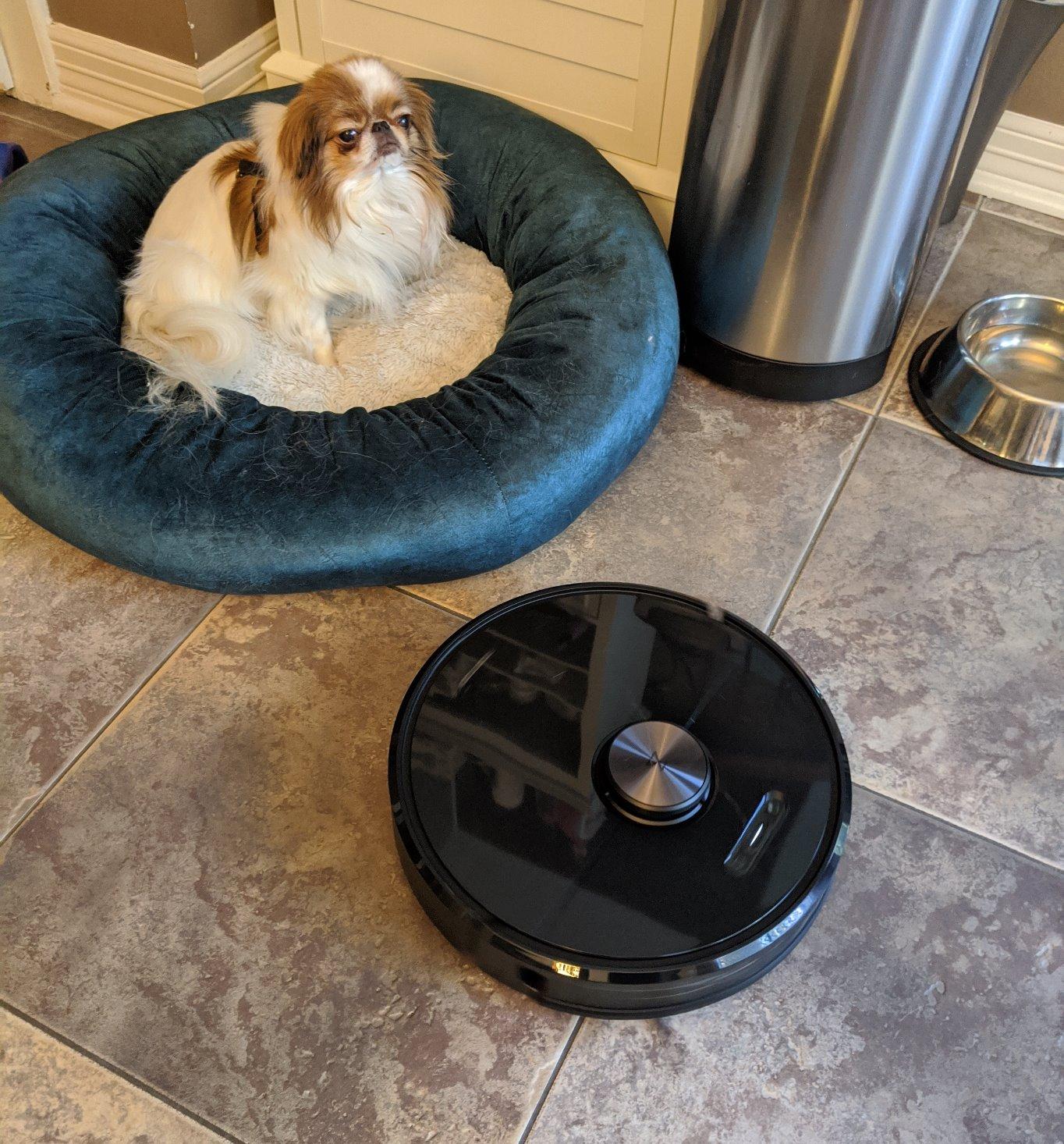 roborock Q10 S5+ Robot Vacuum and Mop, 10,000Pa Suction, Upgraded from Q8 max+, 70 Days Self-Emptying, Obstacle Avoidance, Sonic Mopping, Dual Anti-Tangle Design, Auto Mop Lifting, Ideal for Pet Hair customer photo 1