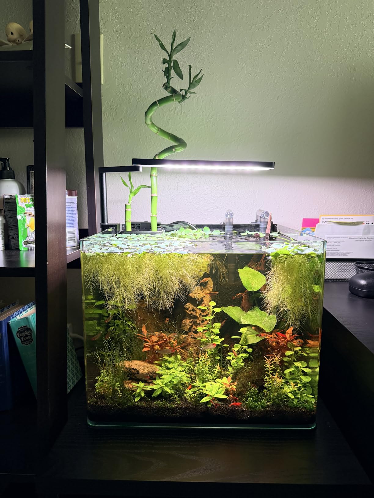 FZONE Solo Series Nano Aquarium Light for Freshwater and Planted Tanks customer photo 2