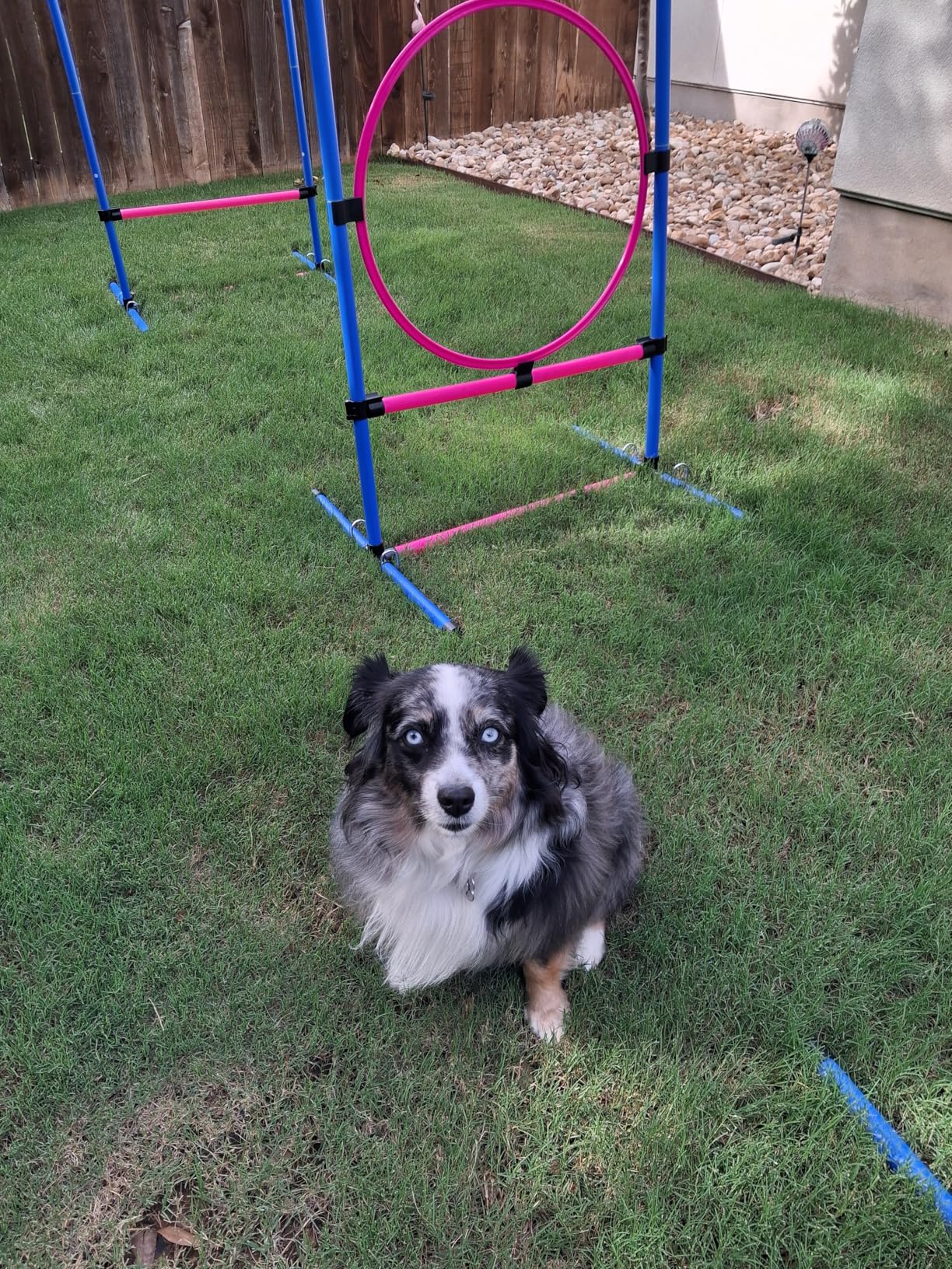 Dog Agility Course Backyard Set, Dog Agility Equipment, Pet obstacle Course Backyard with 6 Dual Mode Weave Poles, 2 Adjustable Hurdle, Jump Ring, Tunnel, Pause Box, Toy Balls and 2 Carrying Bags customer photo 1