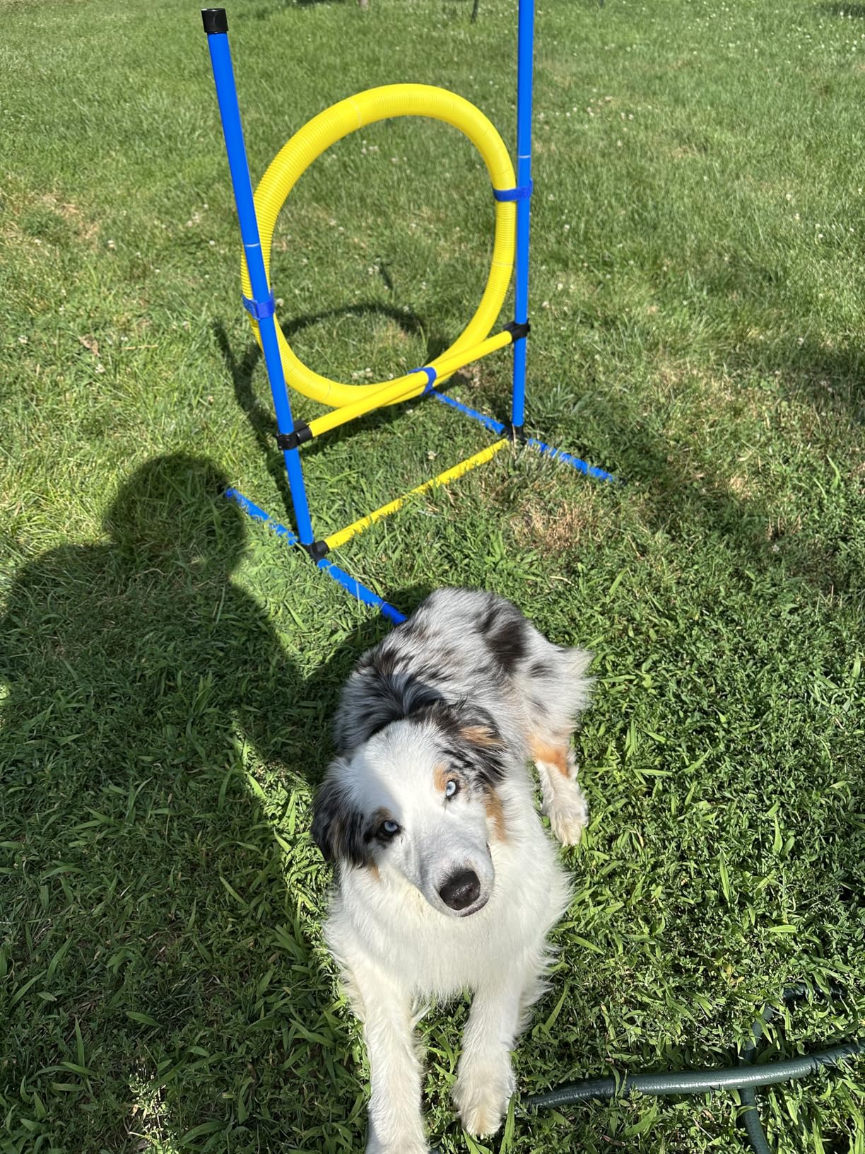 Dog Agility Course Backyard Set, Dog Agility Equipment, Pet obstacle Course Backyard with 6 Dual Mode Weave Poles, 2 Adjustable Hurdle, Jump Ring, Tunnel, Pause Box, Toy Balls and 2 Carrying Bags customer photo 2