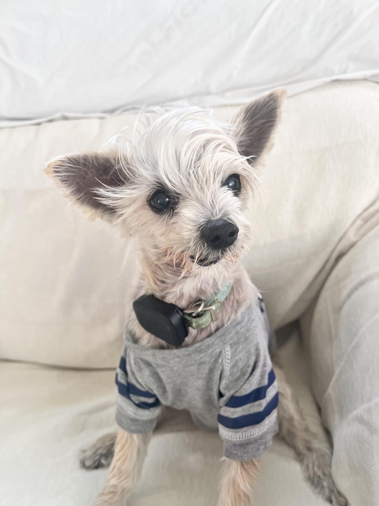 Fi Mini Attachable GPS + Health Tracker for Dogs, 6-Month Membership | Real-time GPS and health tracking with virtual fences, Escape Alerts, and step tracking. Waterproof and fits any collar. customer photo 1