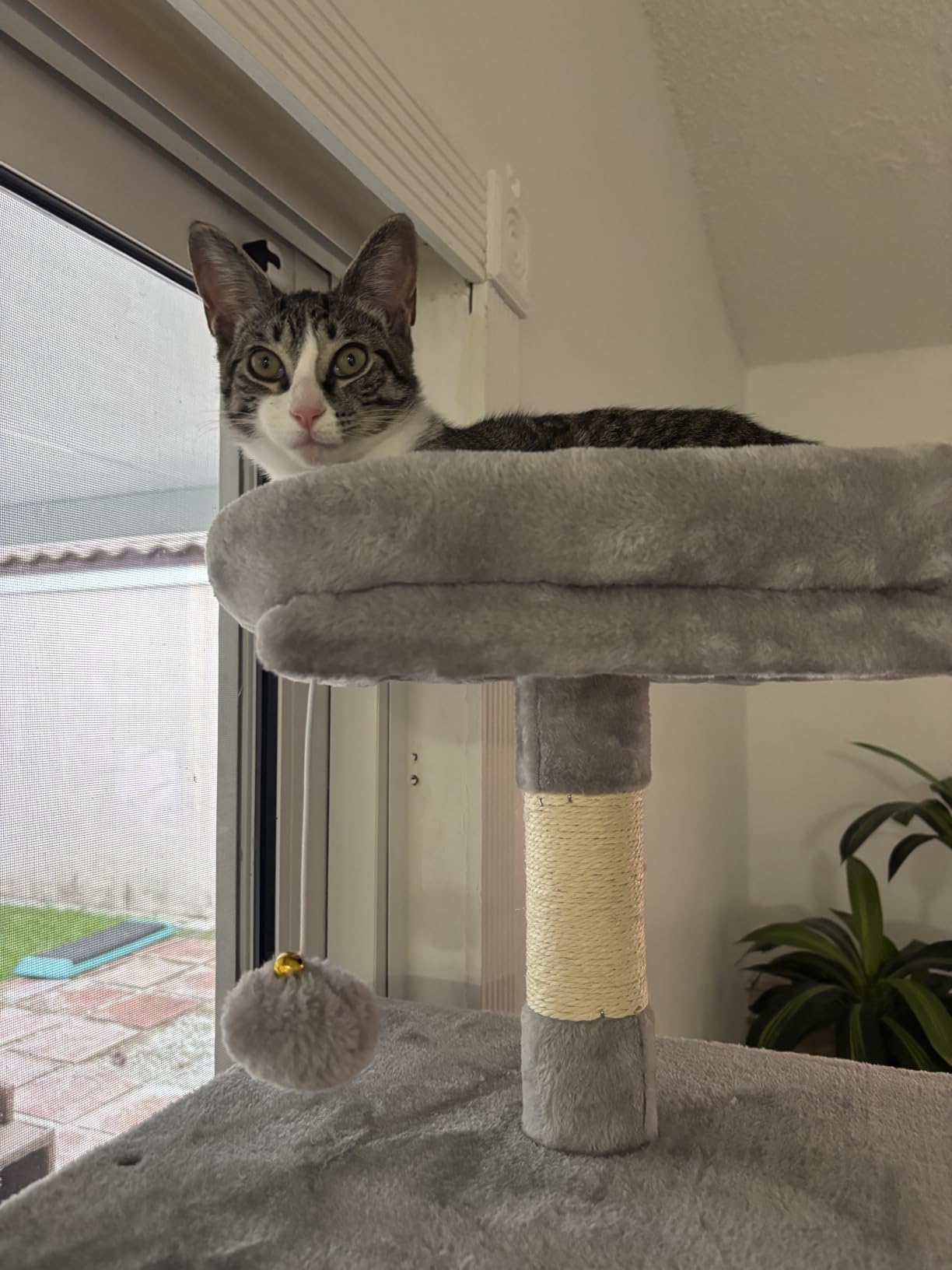 DUMOS Large 66 Inch Cat Tree Tower with Scratching Posts, Indoor Use | Tall Multi Level Cat Climbing Tower with Hammock, Pet Condo for Cats and Kittens Play, Beige customer photo 2