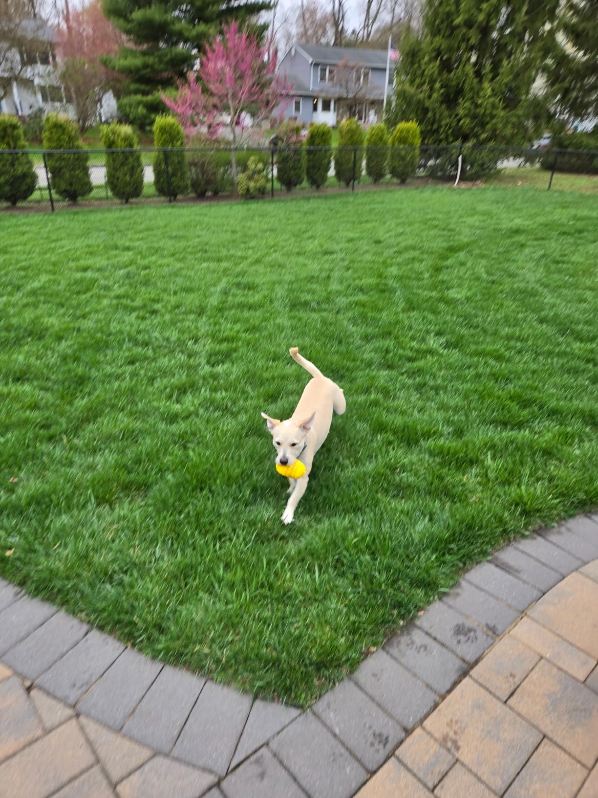 Htcuto 2-in-1 Wireless Dog Fence System 856 Acre for Medium Large Dogs | Htcuto Wireless Dog Fence Pet Containment System Electric Perimeter Boundary 856 Acre with Remote Training Collar for 2 Dogs customer photo 2