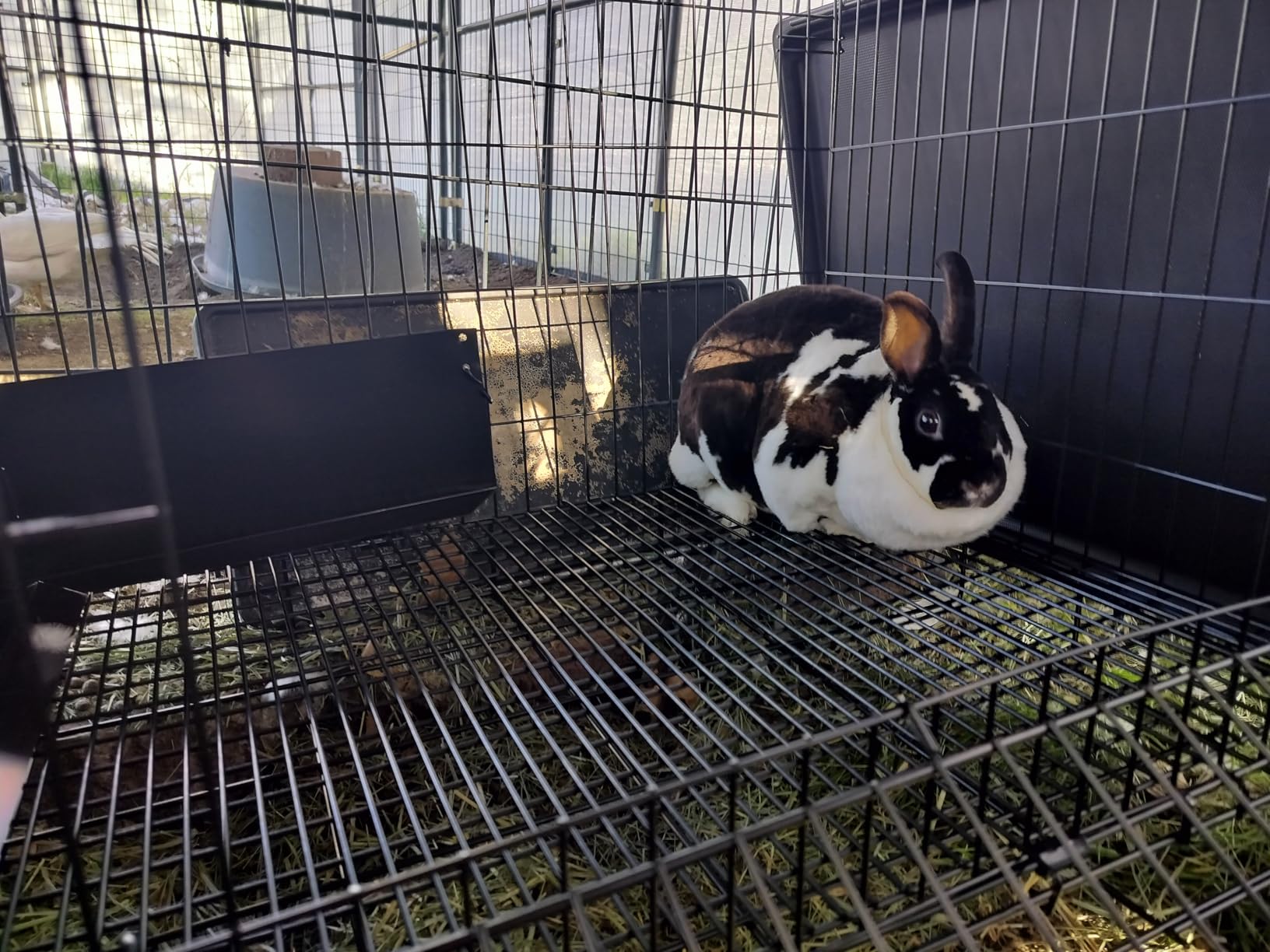 MidWest Homes for Pets Small Wabbitat Rabbit Cage, Grid Mesh Floor, Removable Tray, Top & Front Door Access, Rust Resistant Finish, No Tools Required customer photo 1