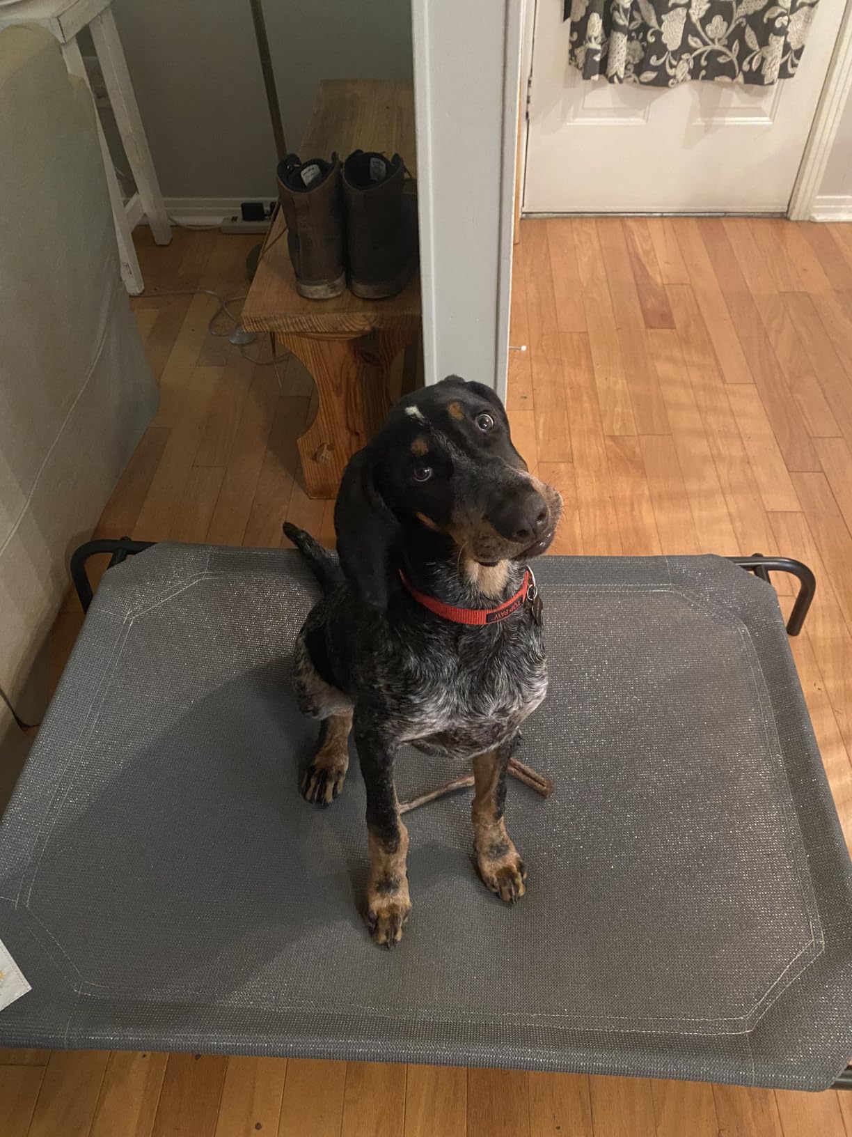 Coolaroo The Original Cooling Elevated Pet Bed, Medium, Brunswick Green customer photo 1