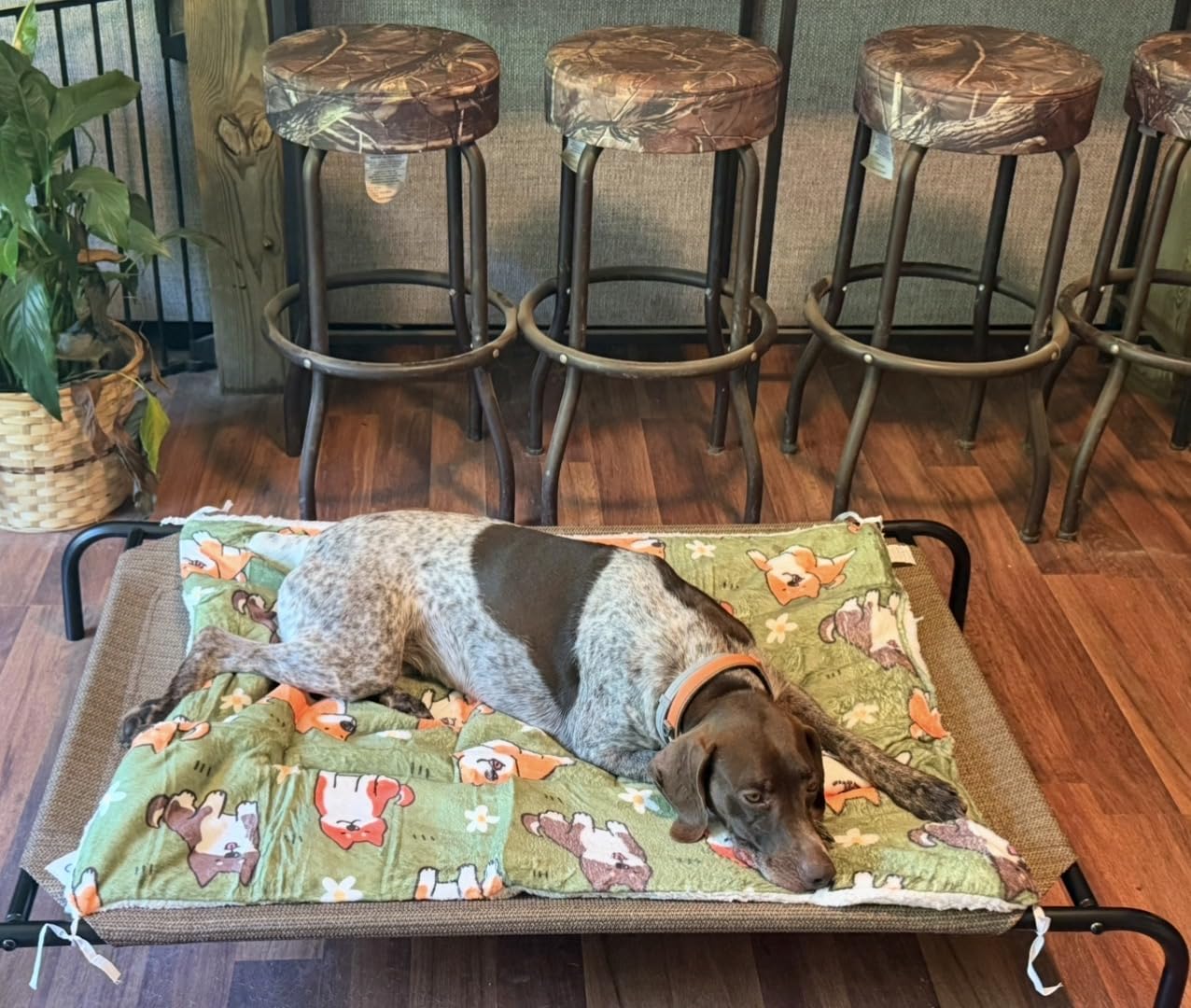 Coolaroo The Original Cooling Elevated Pet Bed, Medium, Brunswick Green customer photo 2