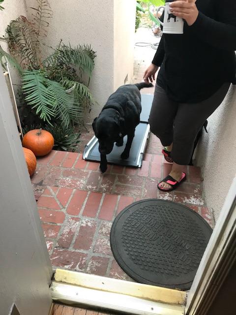 Solvit 62337 Deluxe Telescoping Pet Ramp, Standard (62305) | Extends 39-72 in to Reach Vans & SUVs, High-Traction Surface, Side Rails, Folds with Safety Latch, Supports Dogs up to 400 Lb customer photo 2
