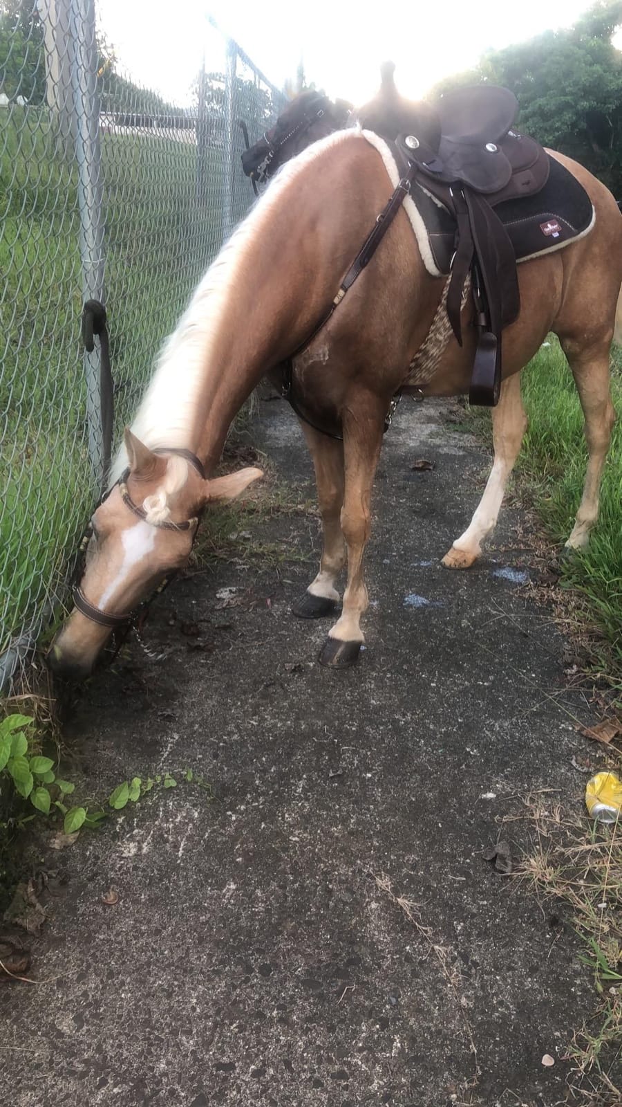 Eclipse by Tough1 Round Skirt Competition Saddle customer photo 1