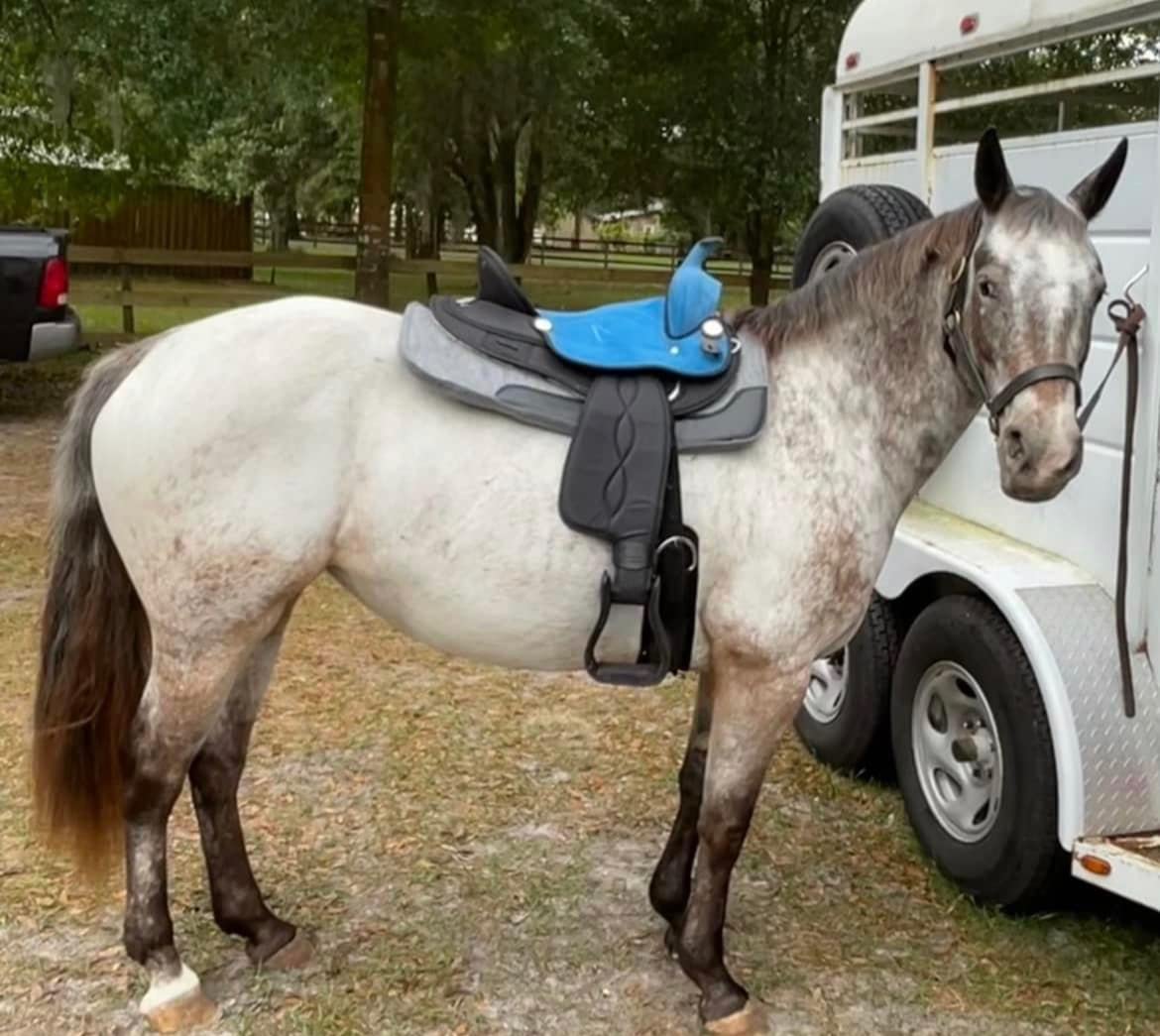 Eclipse by Tough1 Round Skirt Competition Saddle customer photo 2