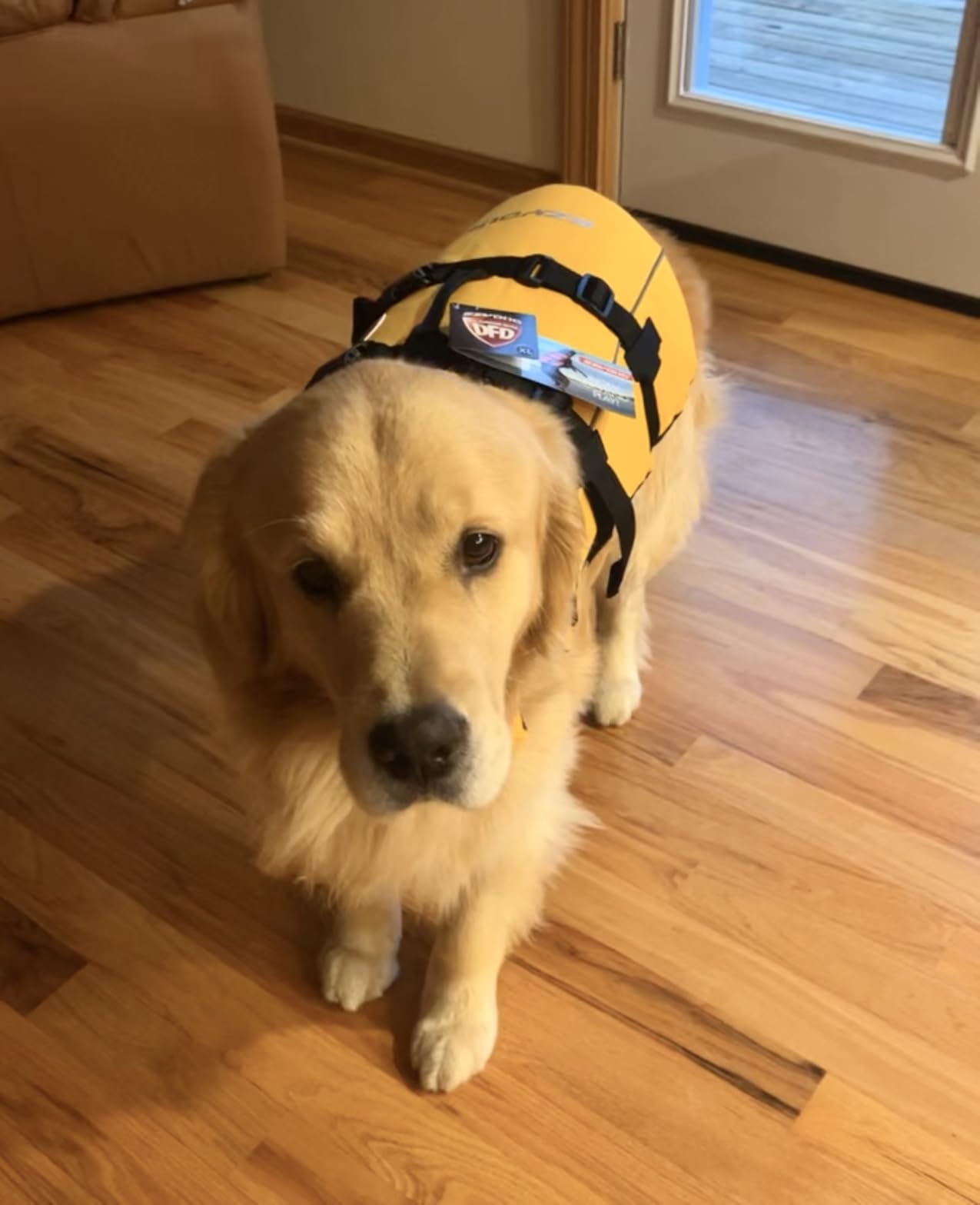 EzyDog DFD Dog Life Jacket - Adjustable Swimming Safety Vest with Reflective Trim & Durable Grab Handle, Medium, Yellow customer photo 1