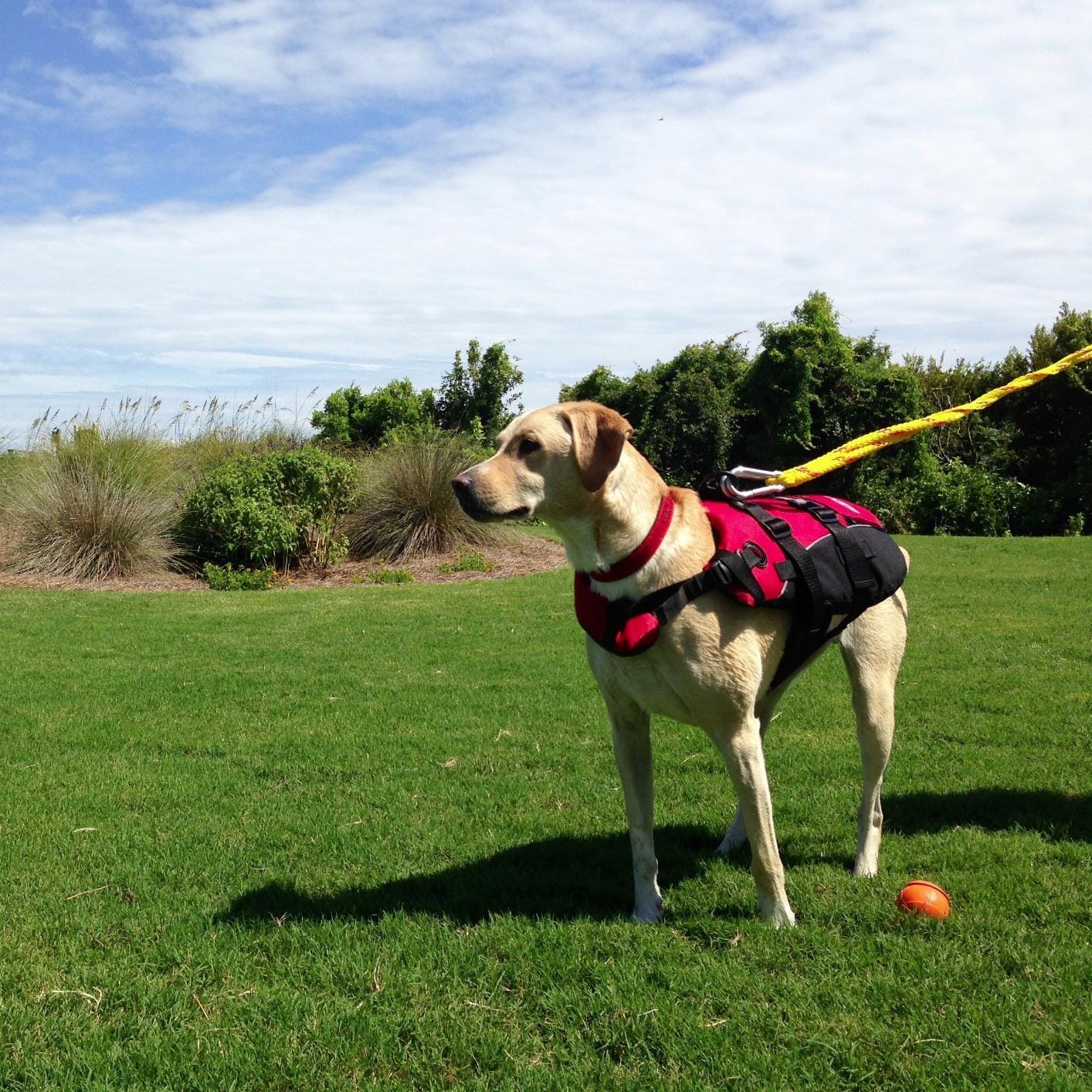 EzyDog DFD Dog Life Jacket - Adjustable Swimming Safety Vest with Reflective Trim & Durable Grab Handle, Medium, Yellow customer photo 2