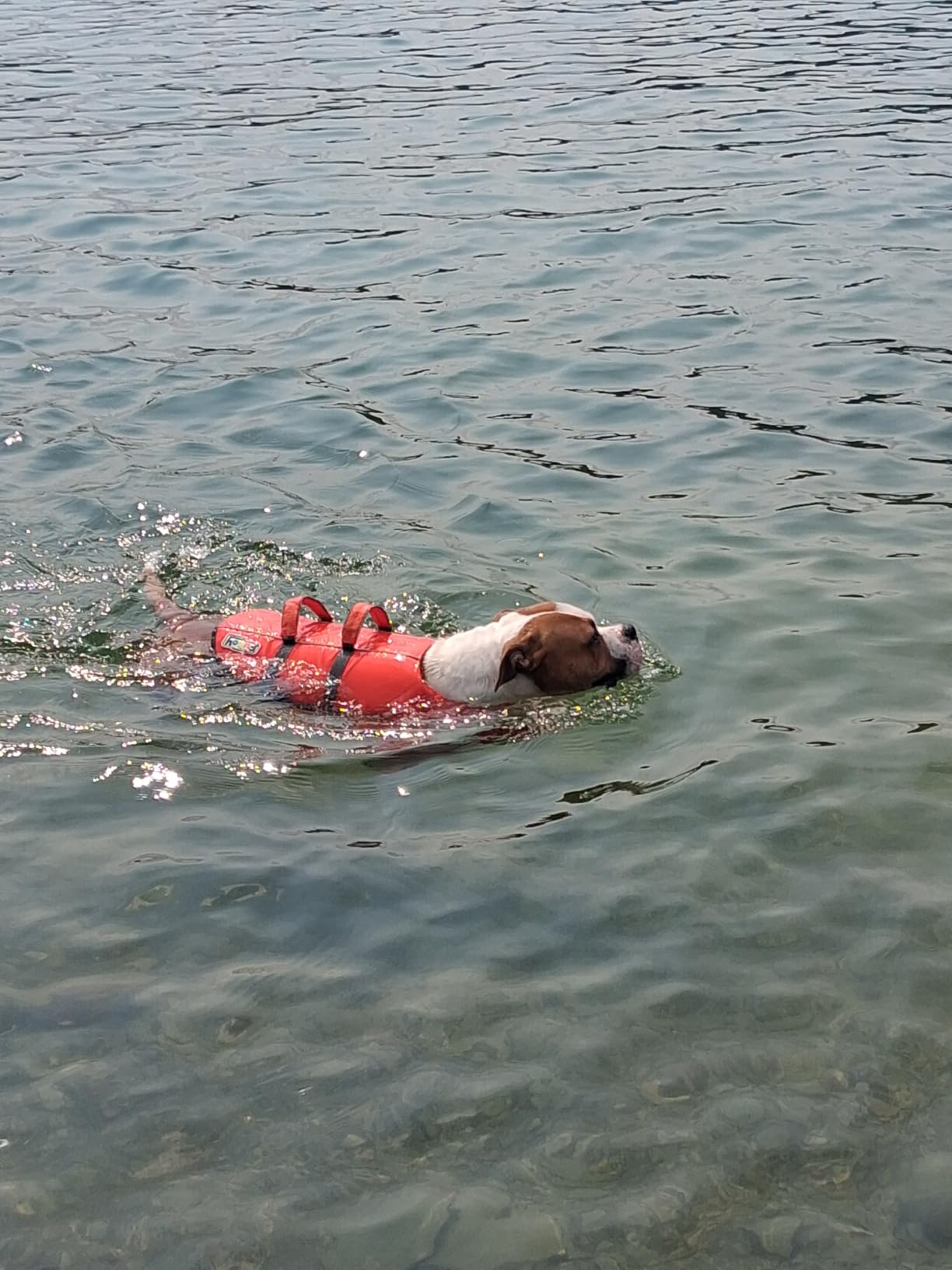 Outward Hound Granby Splash Dog Life Jacket, Life Vest, Orange, Medium customer photo 1