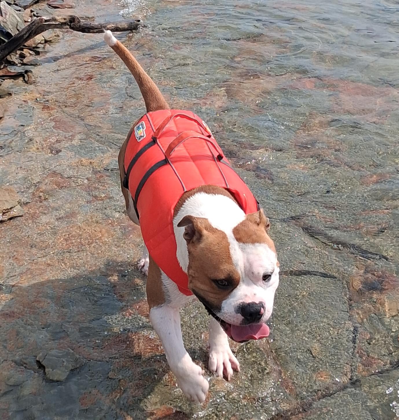 Outward Hound Granby Splash Dog Life Jacket, Life Vest, Orange, Medium customer photo 2