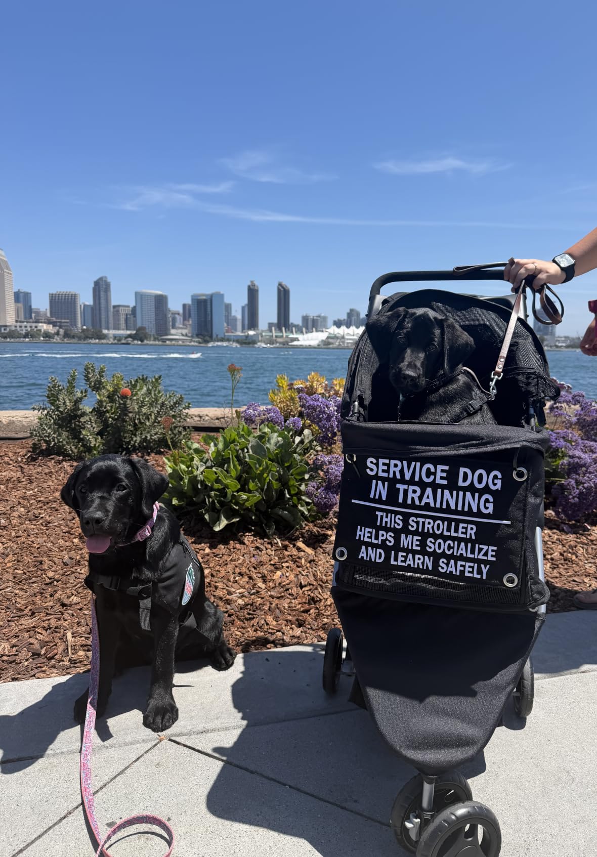 BestPet 3-Wheel Pet Stroller | Dog and Cat Stroller | Breathable Mesh | Lightweight Travel Carrier | Waterproof & Foldable Design | Storage Basket | Black customer photo 1