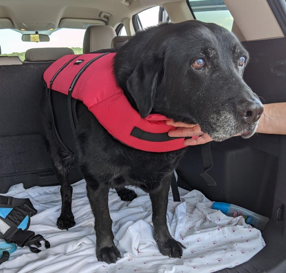 ZippyPaws Adventure Dog Life Jacket - Dog Life Vest for Swimming & Boating | Fits Pets, Lightweight Dog Flotation Device for Water Safety, Padded Handle, Adjustable Fit, 6-10