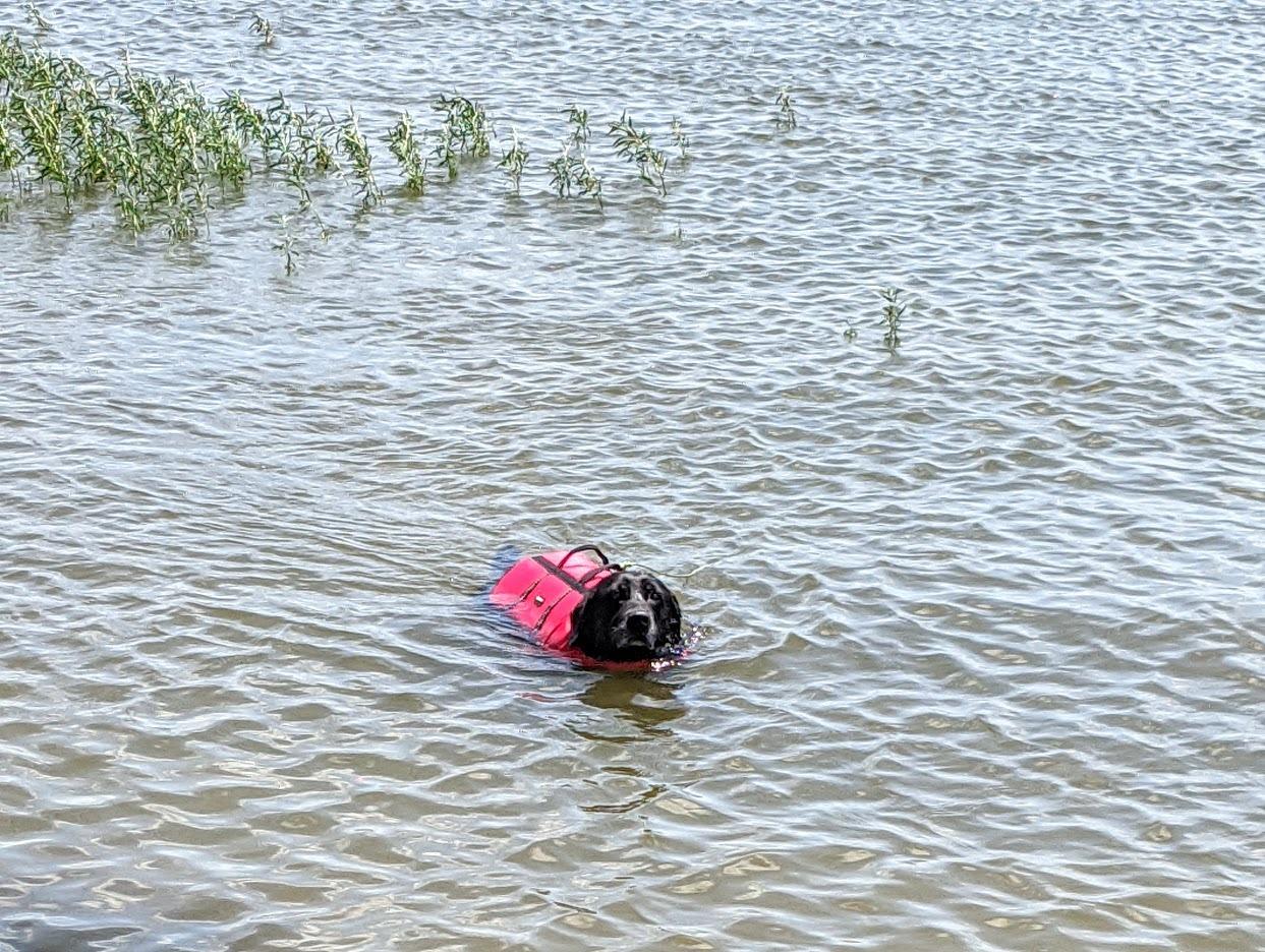 ZippyPaws Adventure Dog Life Jacket - Dog Life Vest for Swimming & Boating | Fits Pets, Lightweight Dog Flotation Device for Water Safety, Padded Handle, Adjustable Fit, 6-10