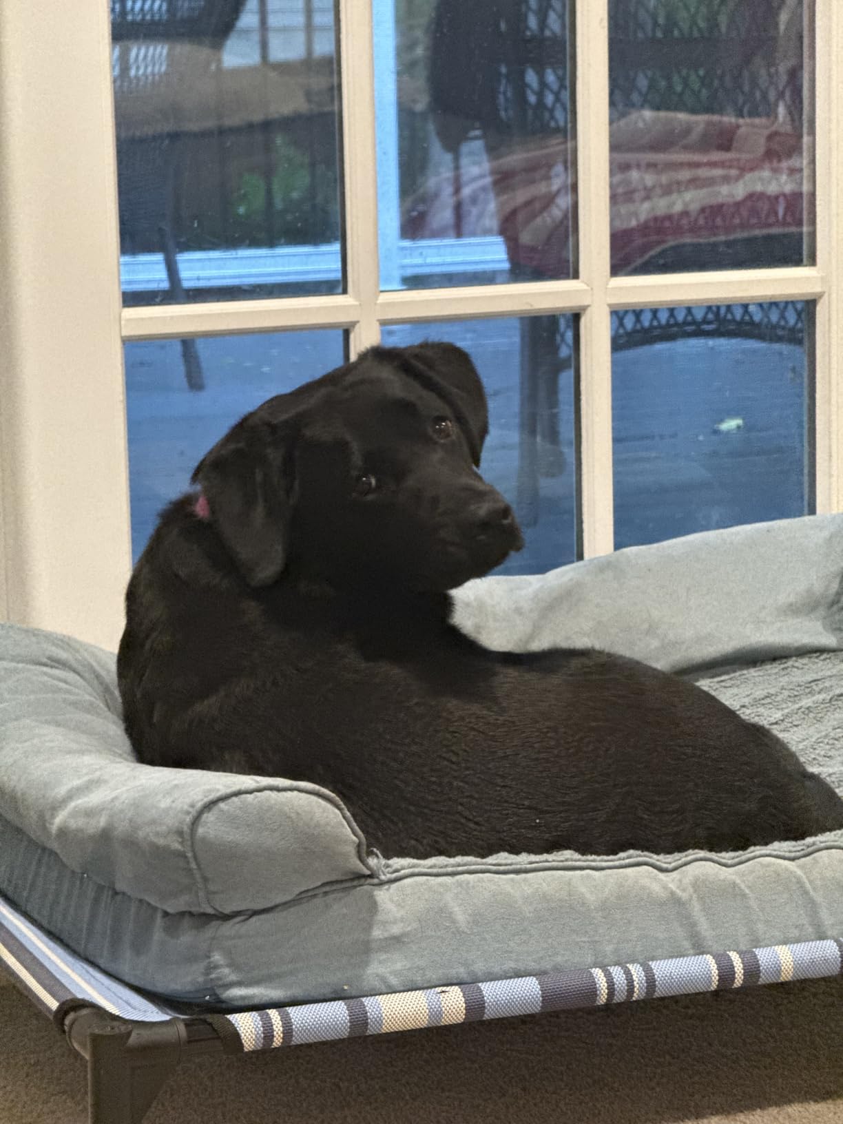 Furhaven Orthopedic Dog Bed for Large Dogs w/ Removable Bolsters & Washable Cover, For Dogs Up to 95 lbs - Plush & Suede Sofa - Gray, Jumbo/XL customer photo 1