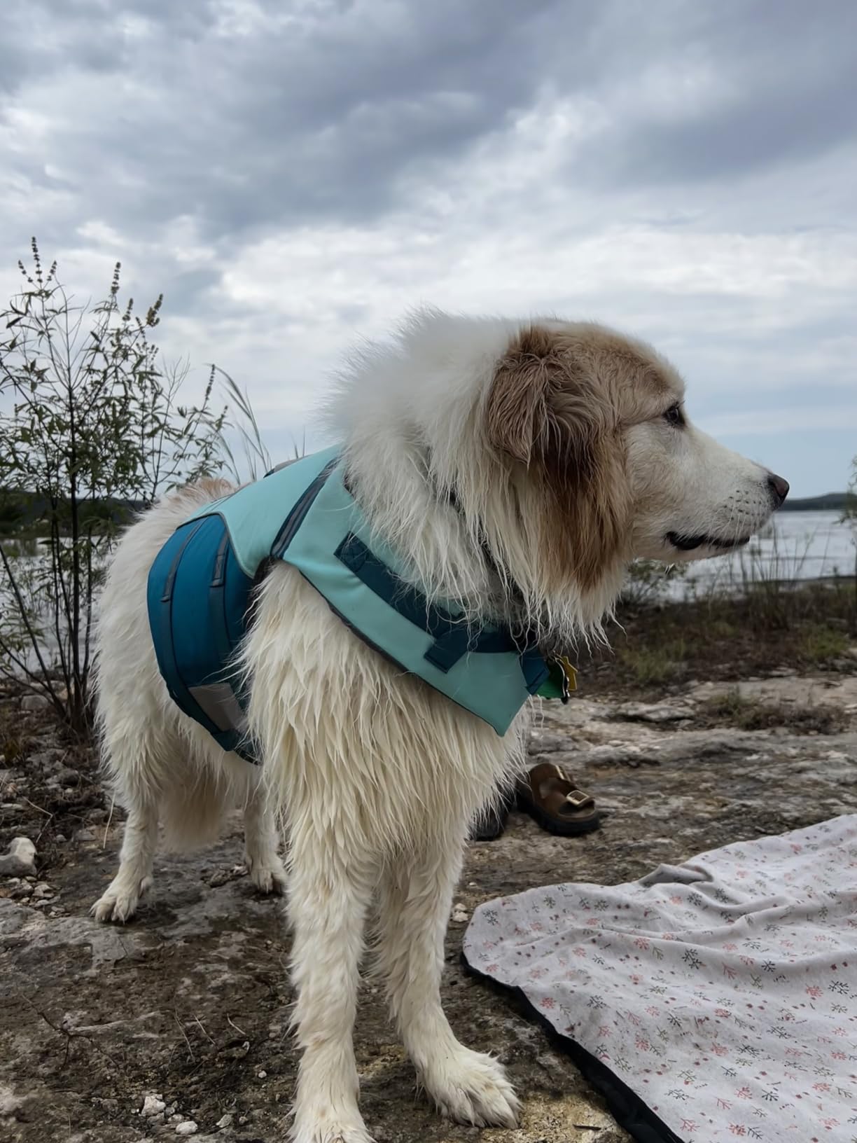 VIVAGLORY Dog Life Vest Sports Style Dog Swim Vest, M, Blue customer photo 1
